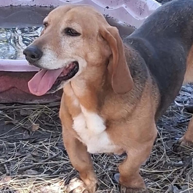 Enlarge Maggie, a ADOPTABLE mixed breed in Port Saint Lucie, FL image 3/6