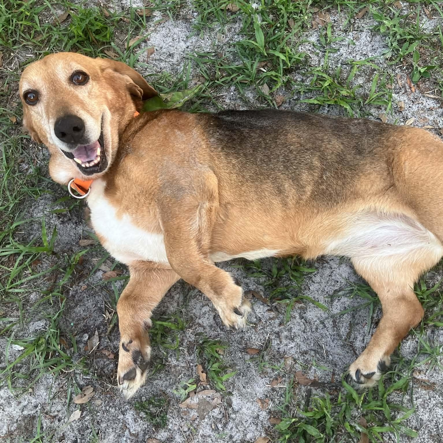 Enlarge Maggie, a ADOPTABLE mixed breed in Port Saint Lucie, FL image 1/6