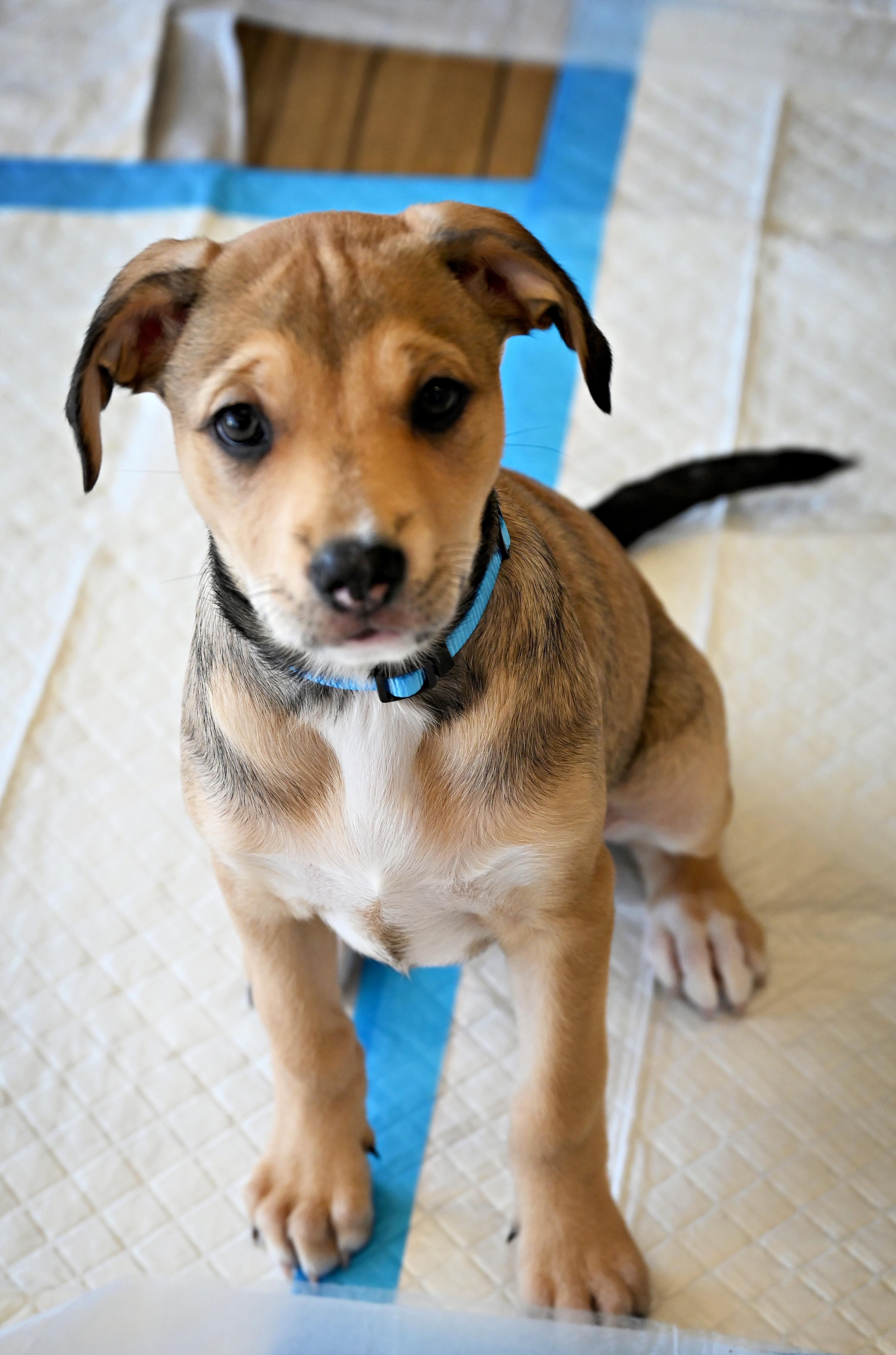 Enlarge Misty, a Adoptable mixed breed in Ellicott City, MD image 5/6