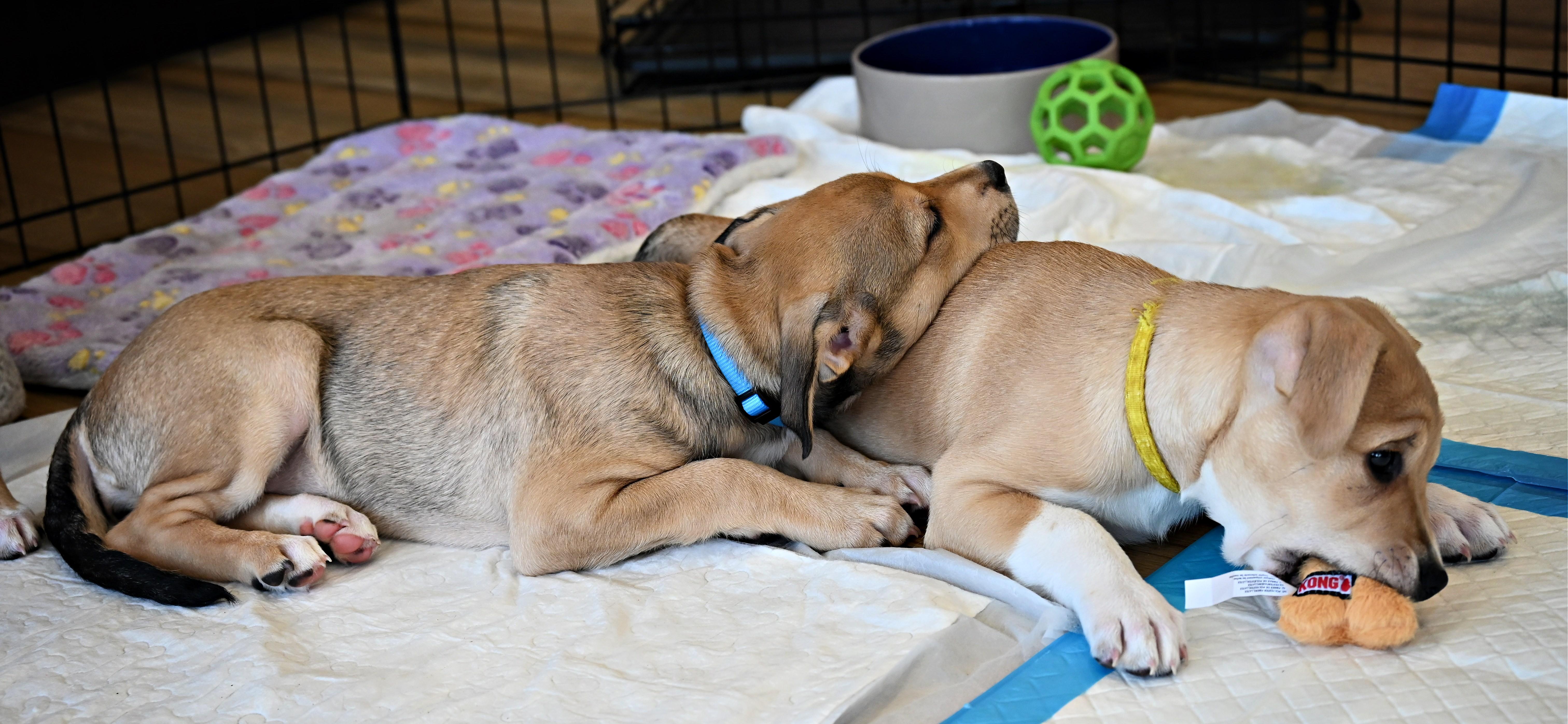 Enlarge Misty, a Adoptable mixed breed in Ellicott City, MD image 6/6