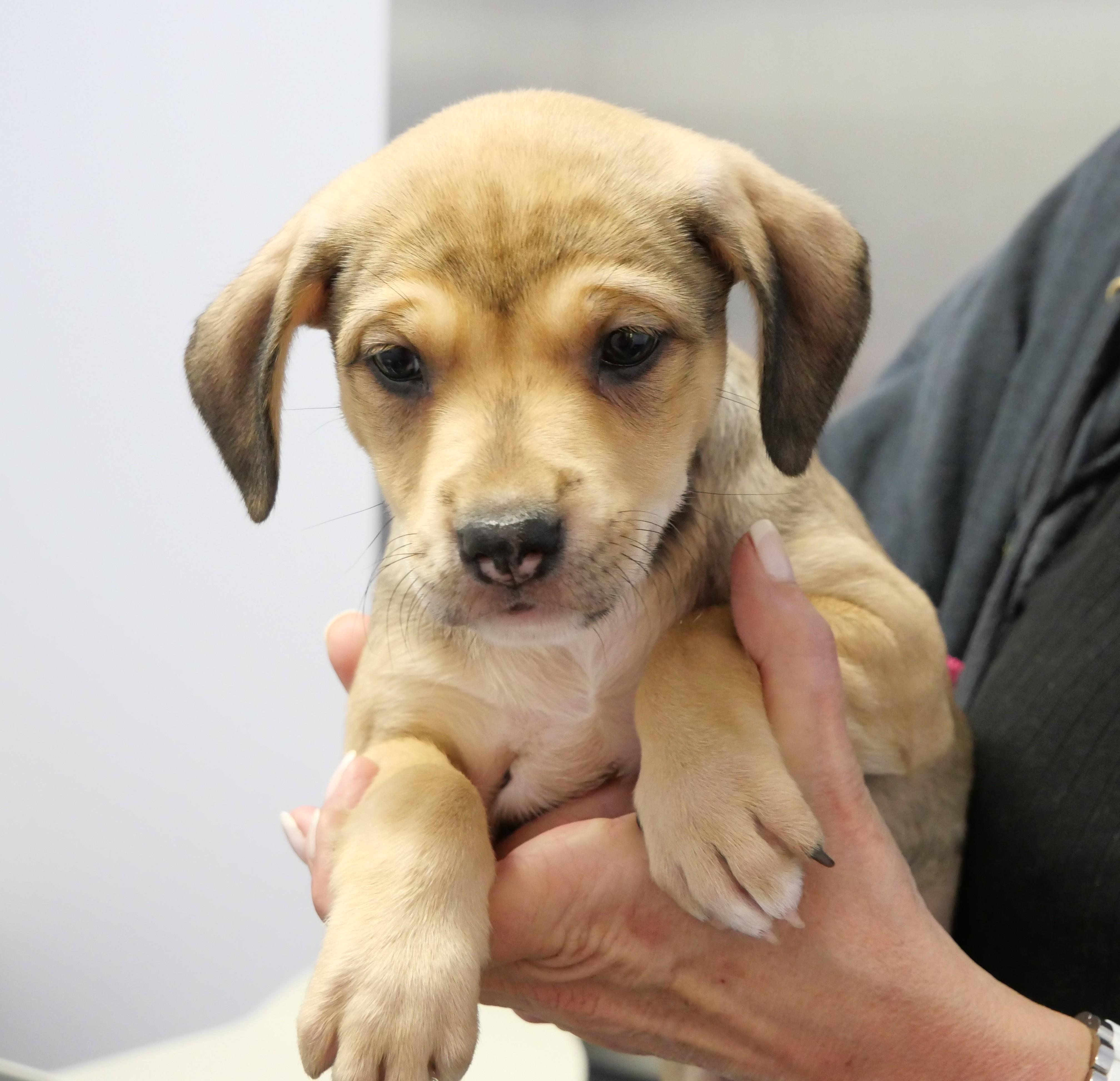 Misty, a Adoptable mixed breed in Ellicott City, MD image 2/2