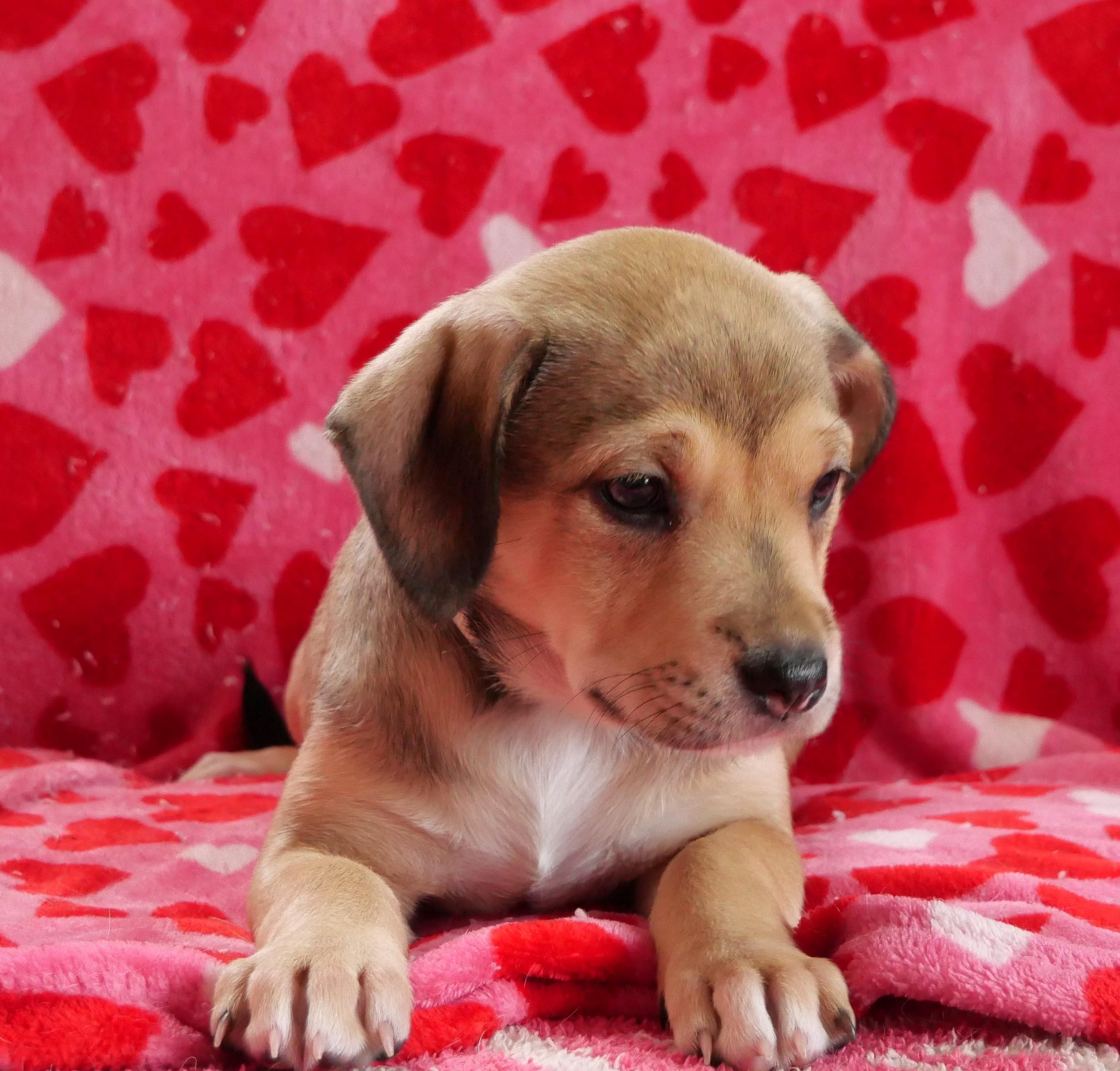 Misty, a Adoptable mixed breed in Ellicott City, MD image 1/2