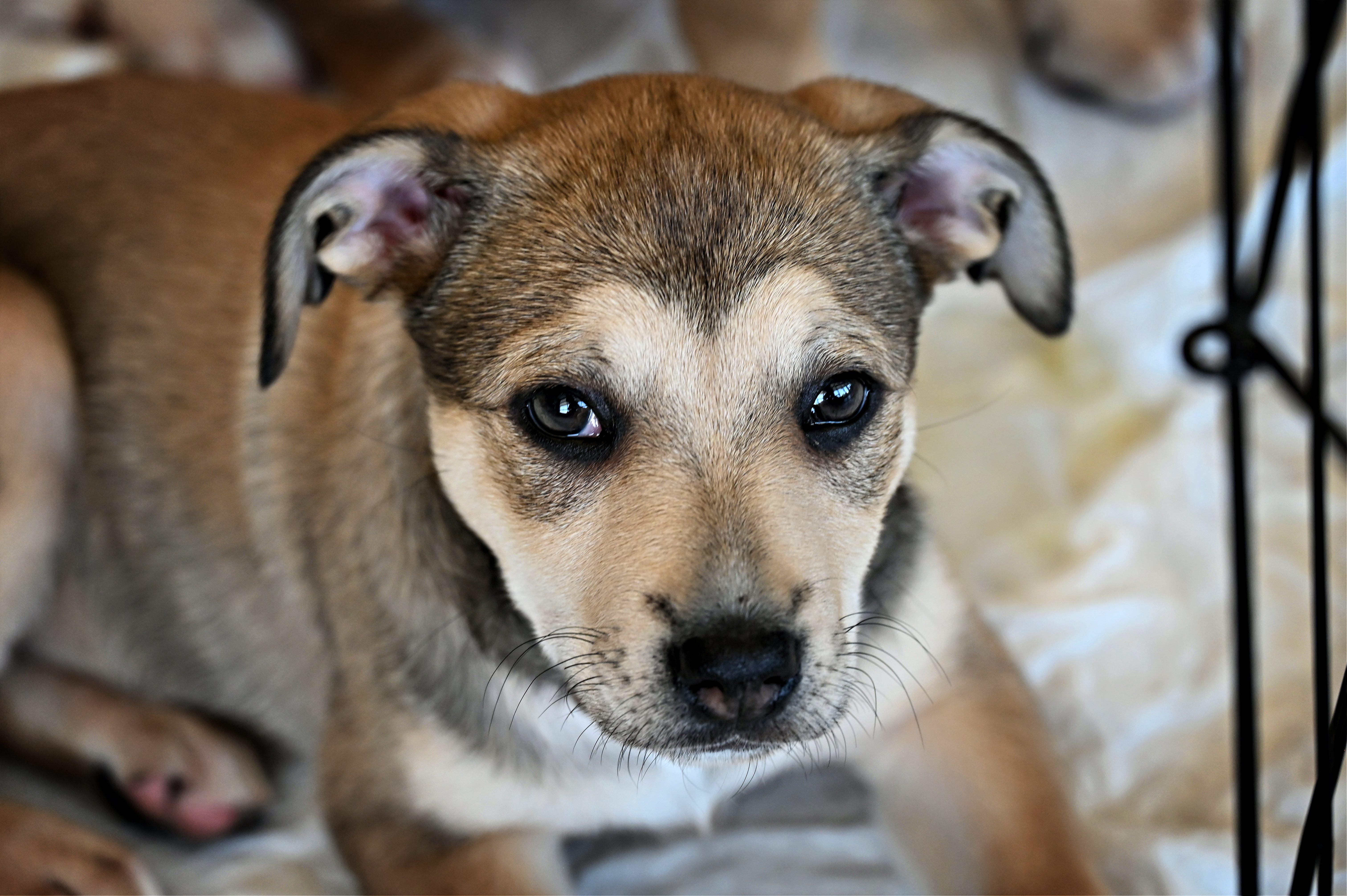 Enlarge Misty, a Adoptable mixed breed in Ellicott City, MD image 3/6