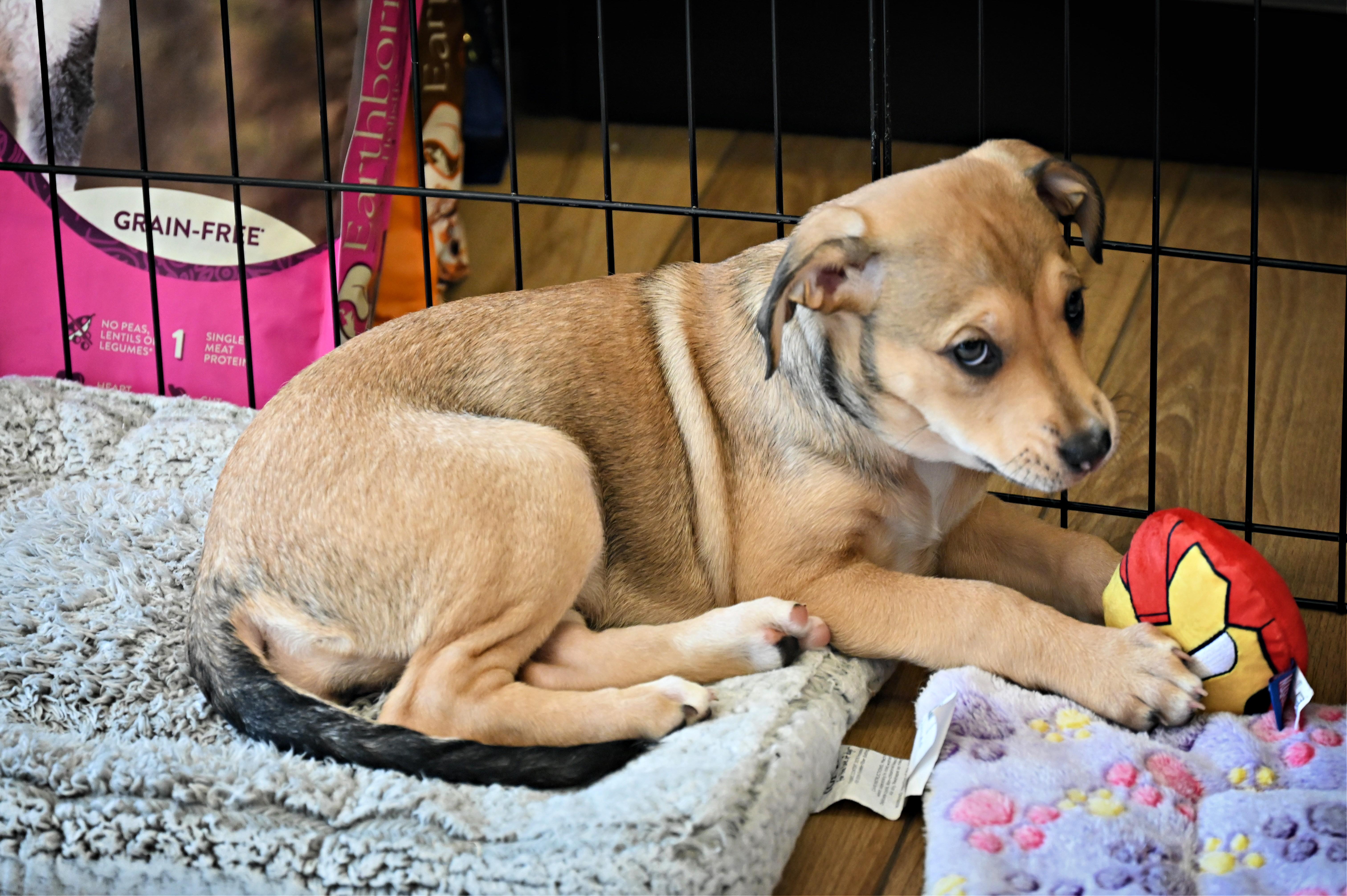 Enlarge Misty, a Adoptable mixed breed in Ellicott City, MD image 4/6