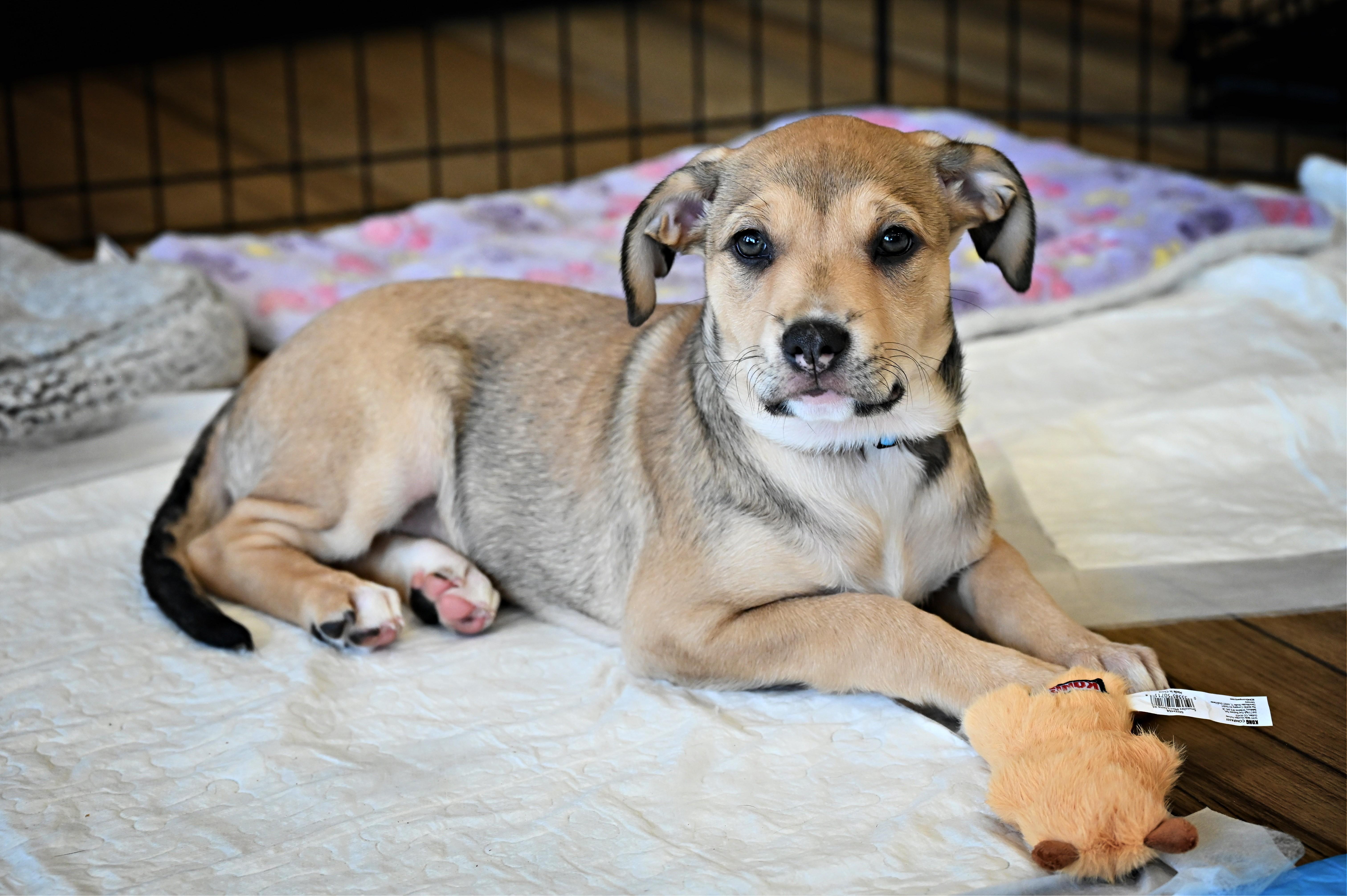 Misty, Adoptable, Puppy Female Labrador Retriever & Terrier.