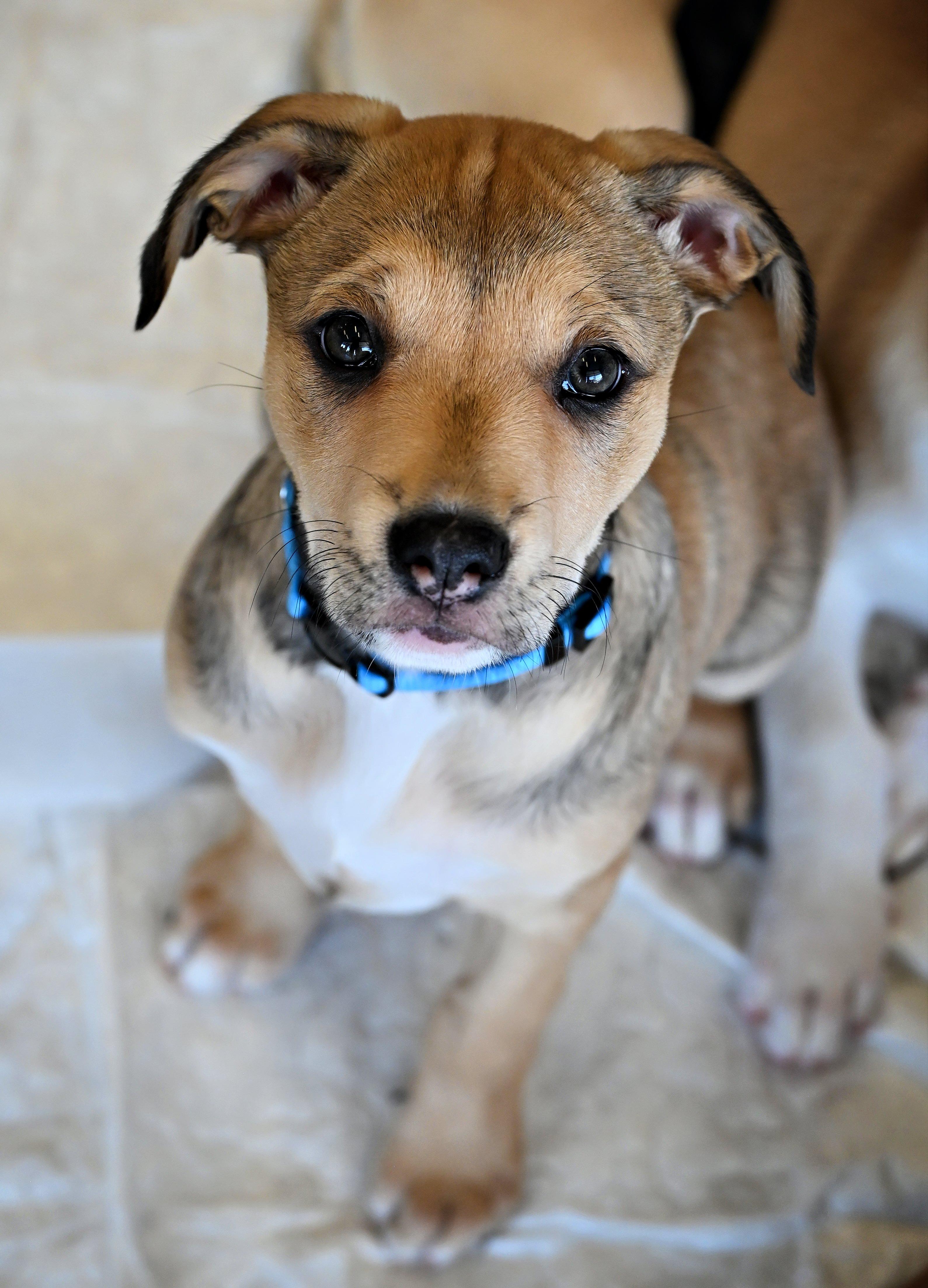 Enlarge Misty, a Adoptable mixed breed in Ellicott City, MD image 2/6