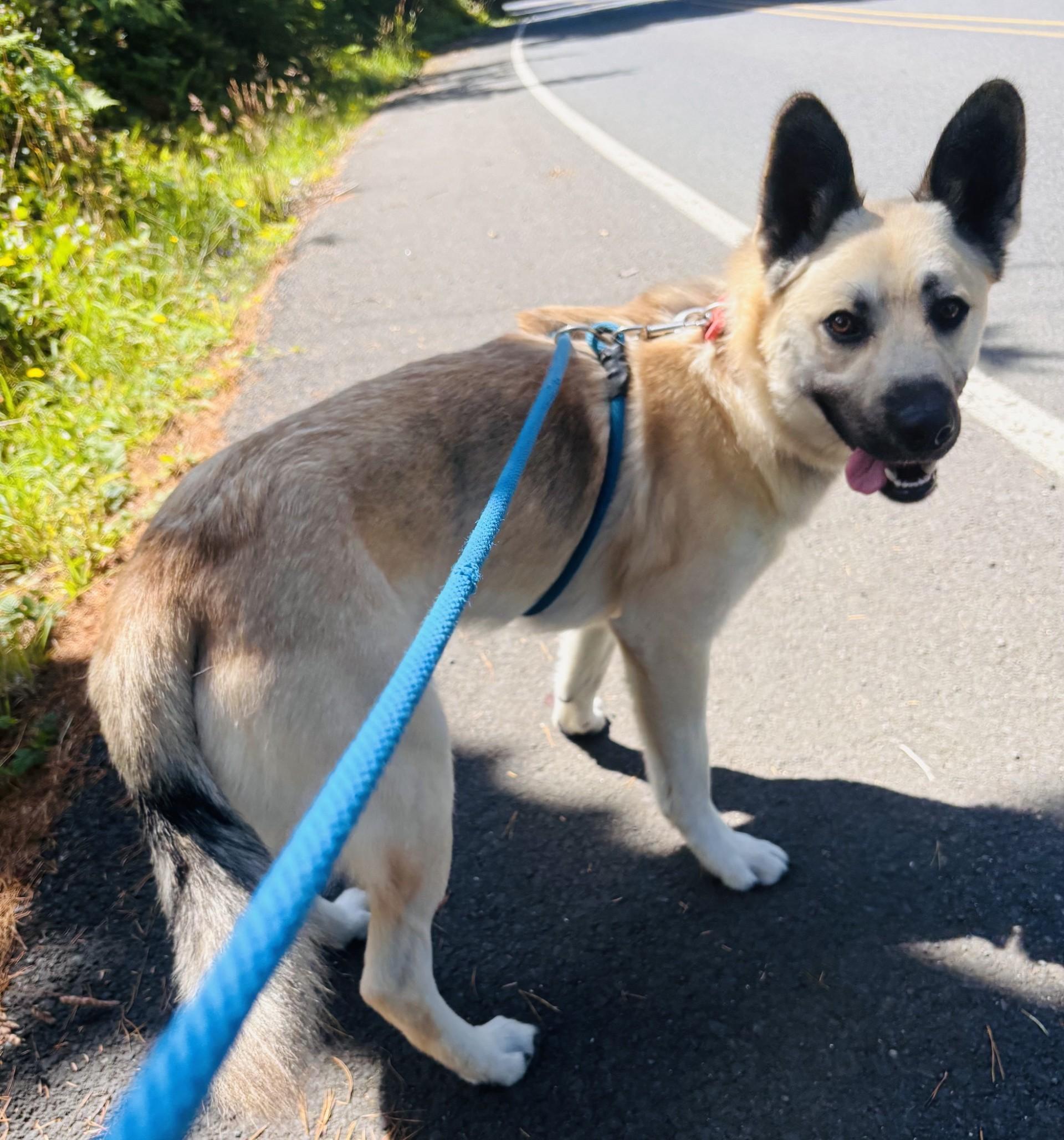 Leucas, a ADOPTABLE mixed breed in Waldport, OR image 2/2