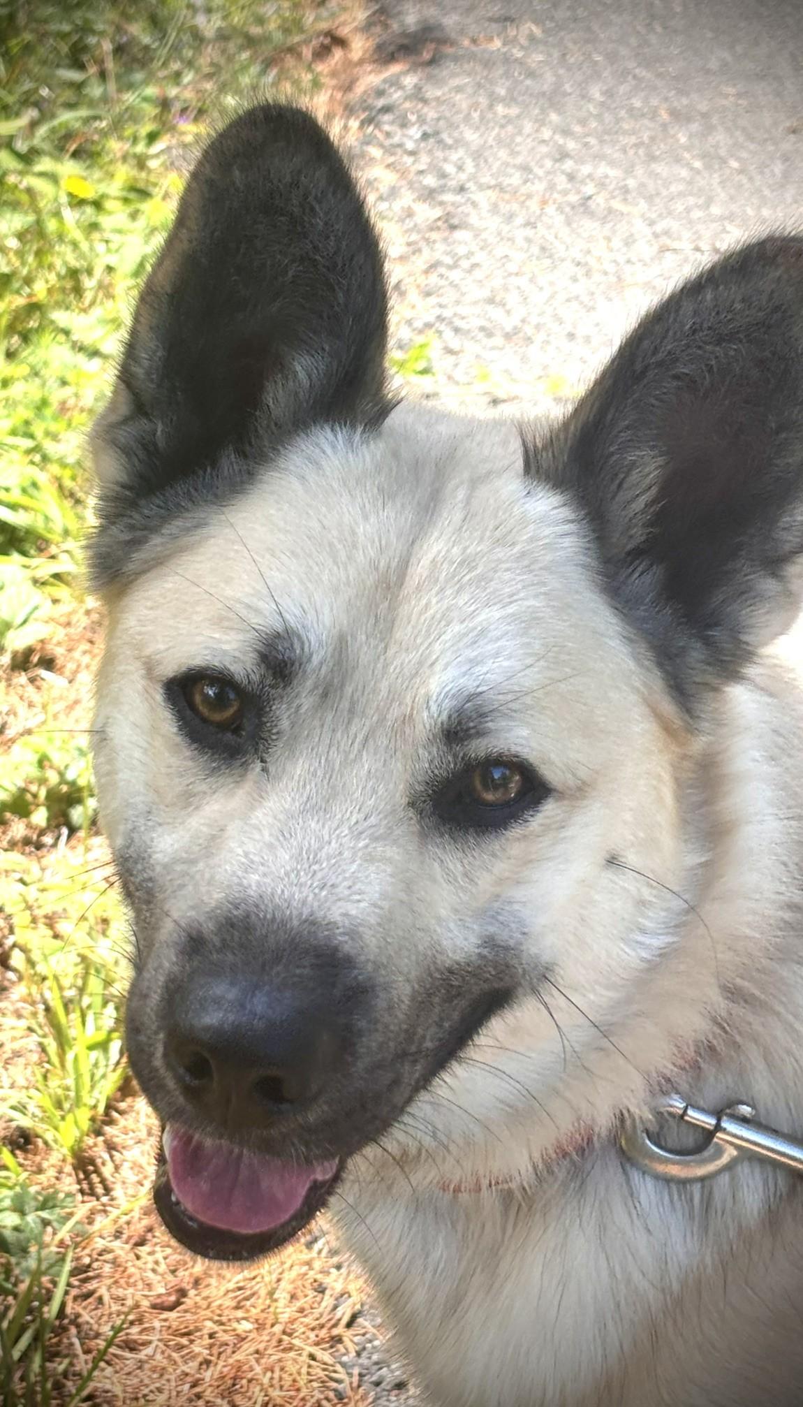 Leucas, ADOPTABLE, Adult Male German Shepherd Dog.