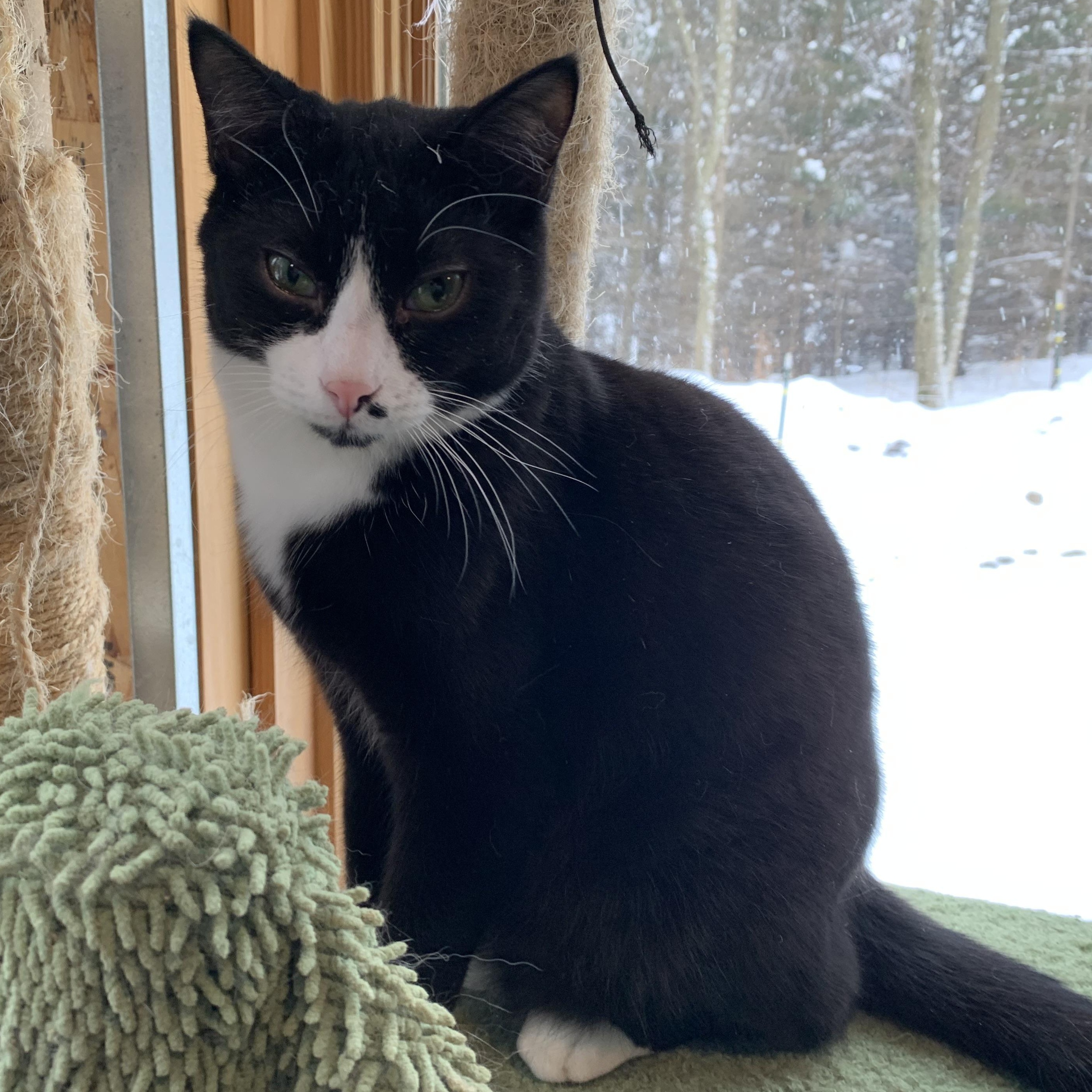Enlarge Domino, a Adoptable Domestic Short Hair in Stockholm, WI image 5/6