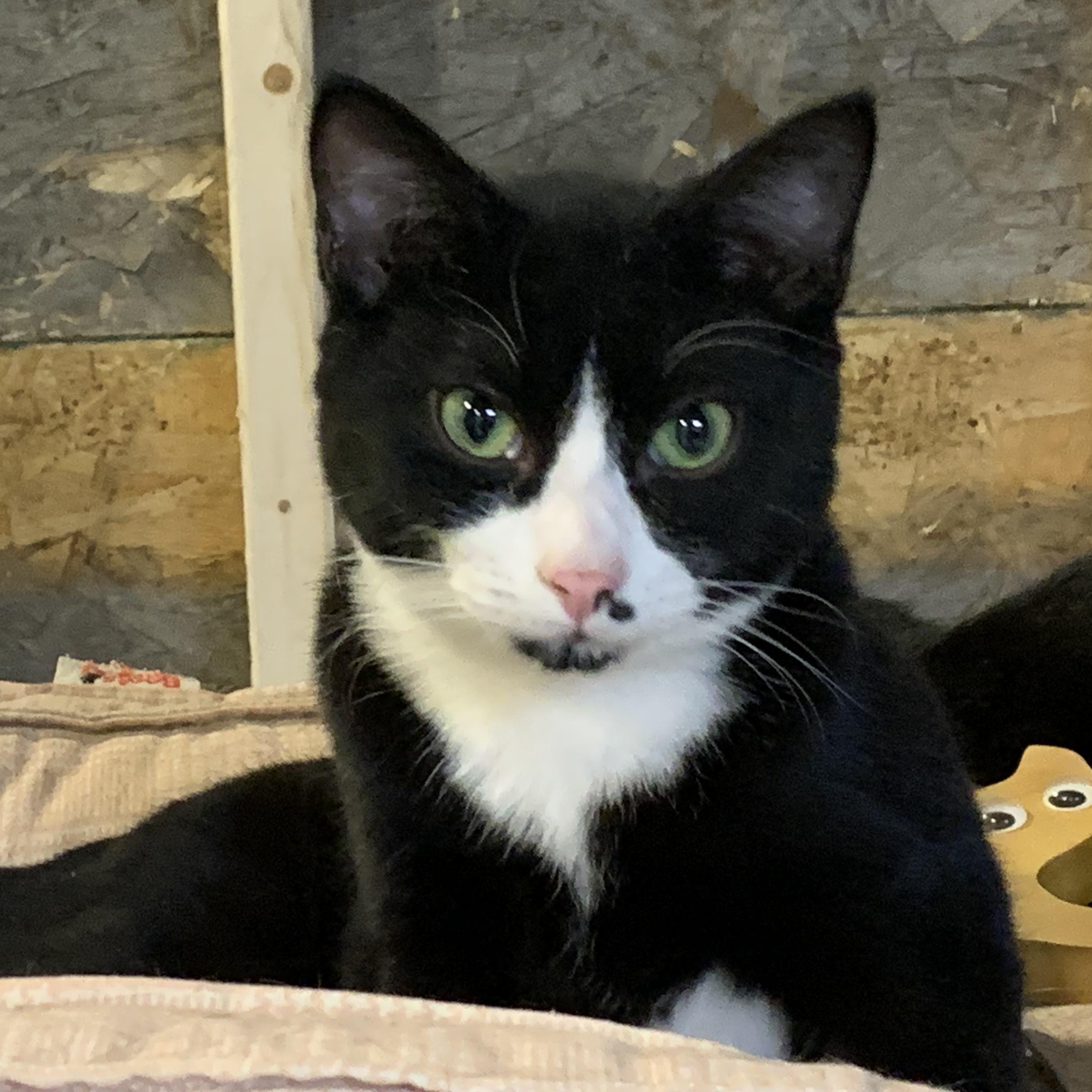 Domino, Adoptable, Young Male Domestic Short Hair.