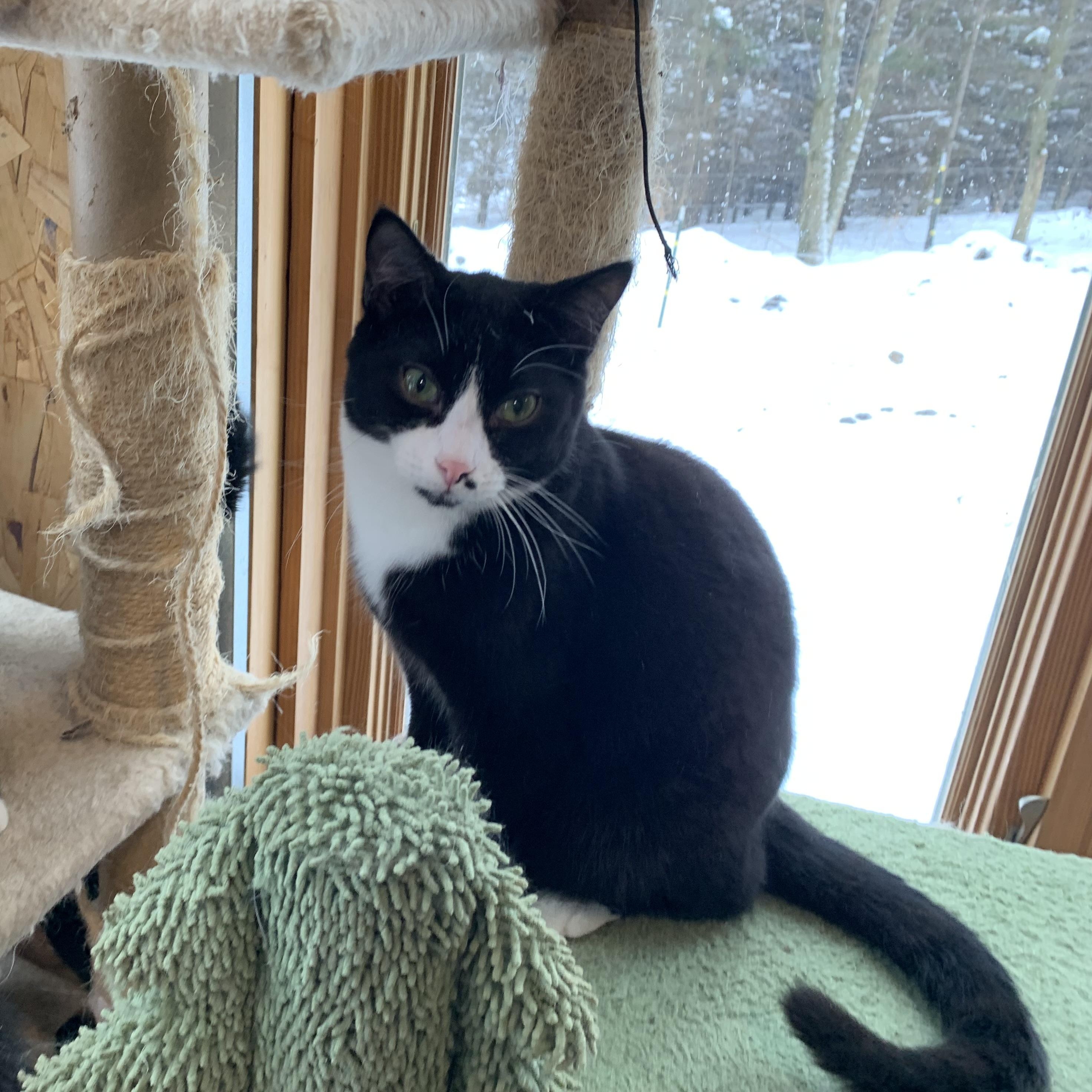 Enlarge Domino, a Adoptable Domestic Short Hair in Stockholm, WI image 6/6