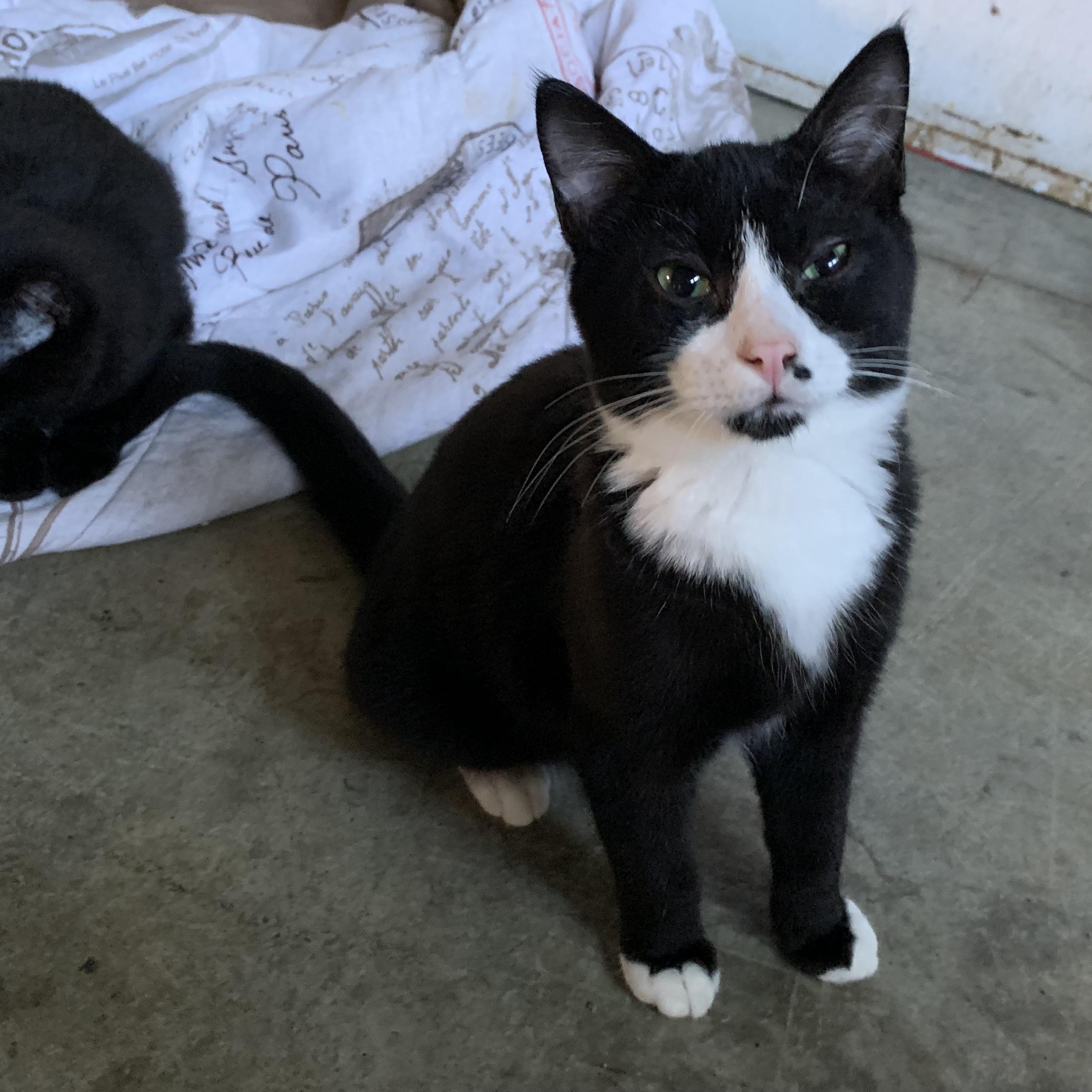 Enlarge Domino, a Adoptable Domestic Short Hair in Stockholm, WI image 2/6