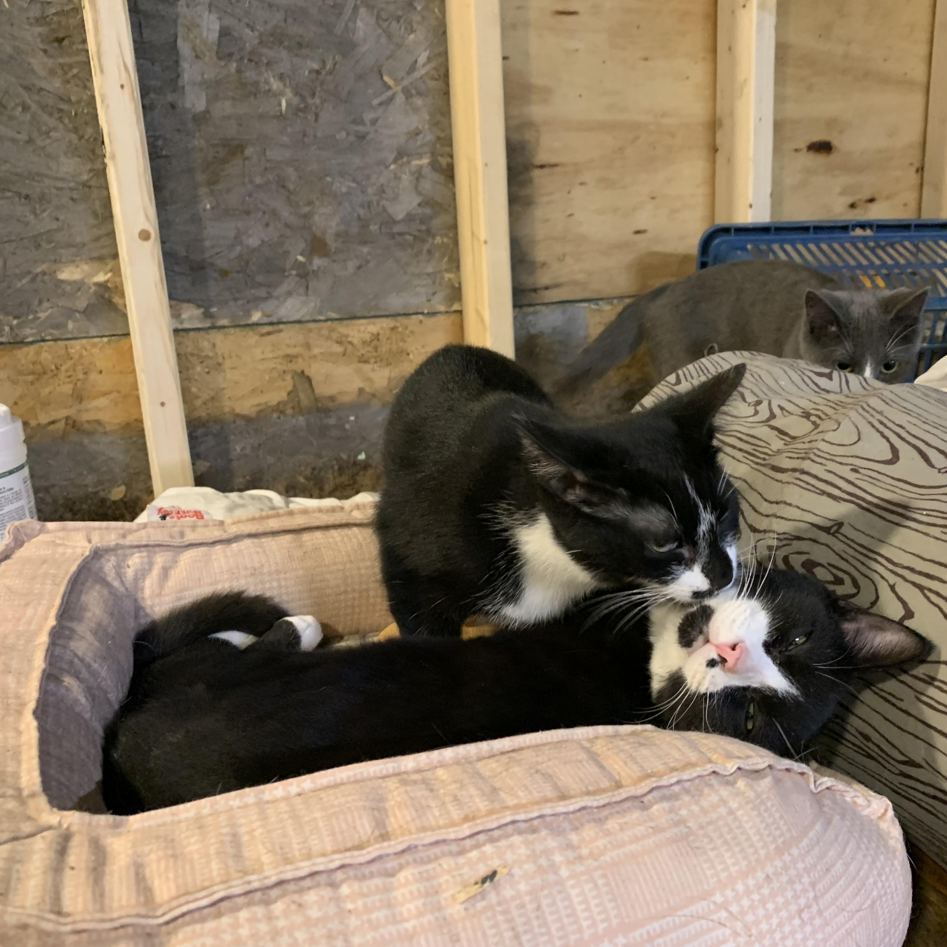 Enlarge Domino, a Adoptable Domestic Short Hair in Stockholm, WI image 4/6