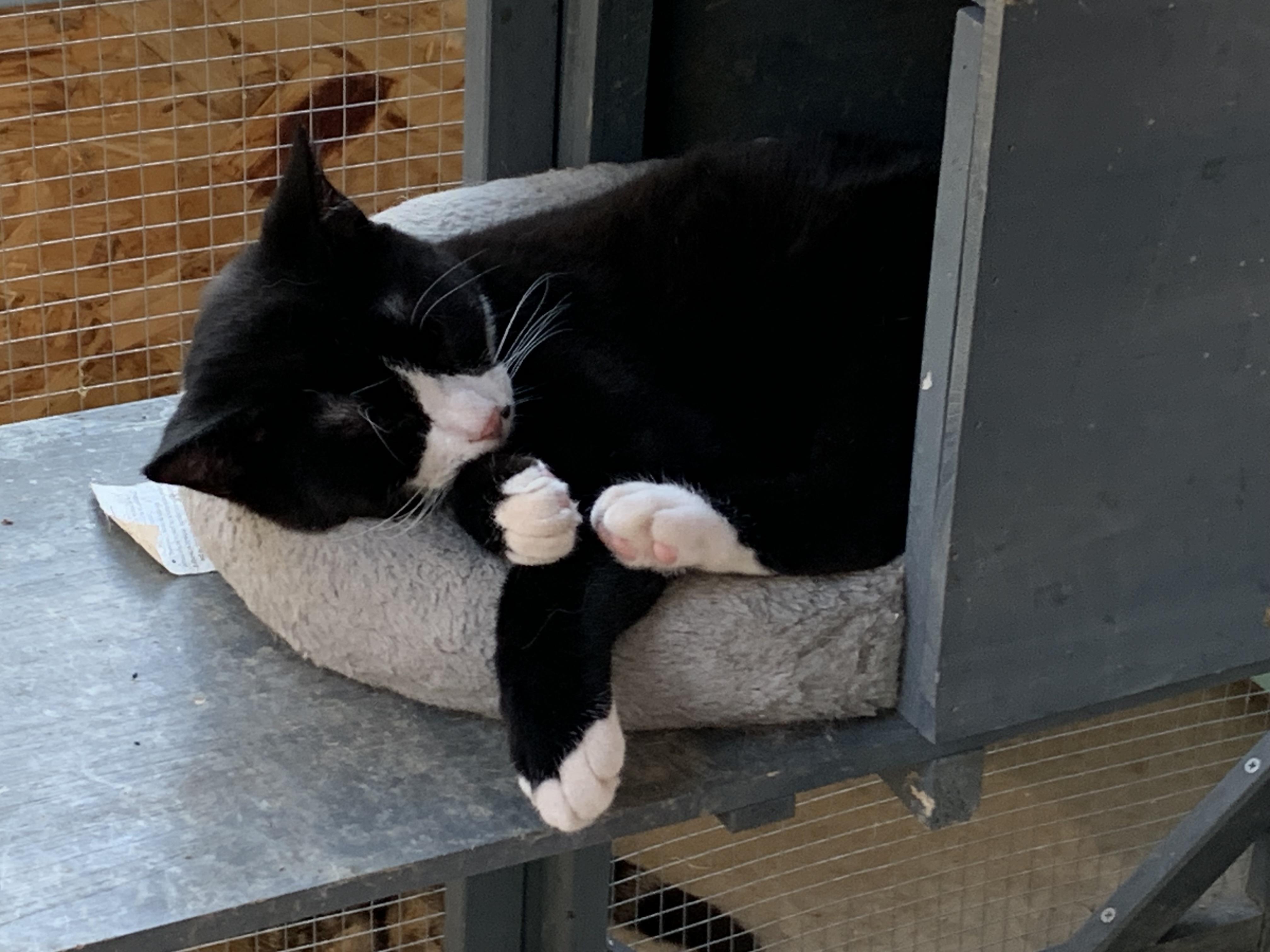 Enlarge Domino, a Adoptable Domestic Short Hair in Stockholm, WI image 3/6