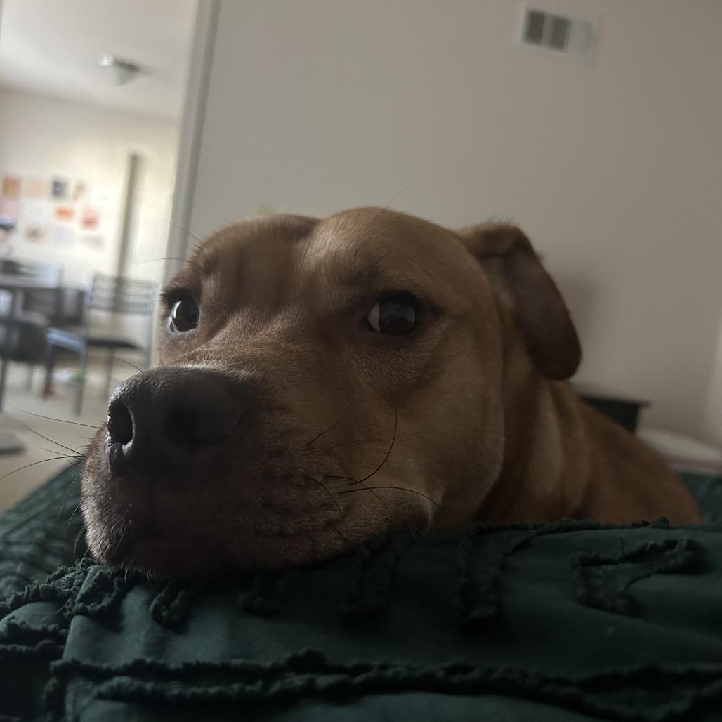 Chicken Pot Pie, Adoptable, Adult Male Pit Bull Terrier & Mixed Breed.