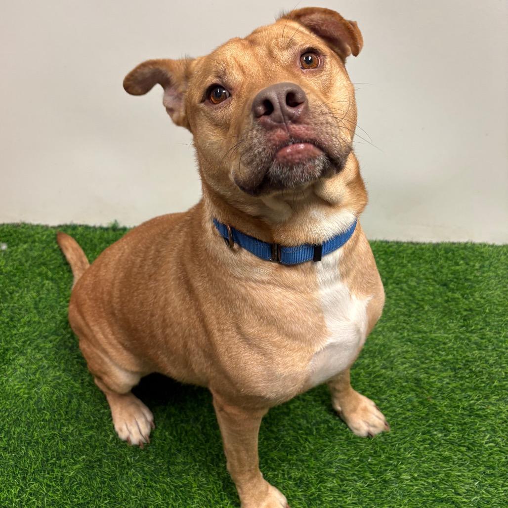 Chicken Pot Pie, a Adoptable mixed breed in Columbia, MO image 2/6