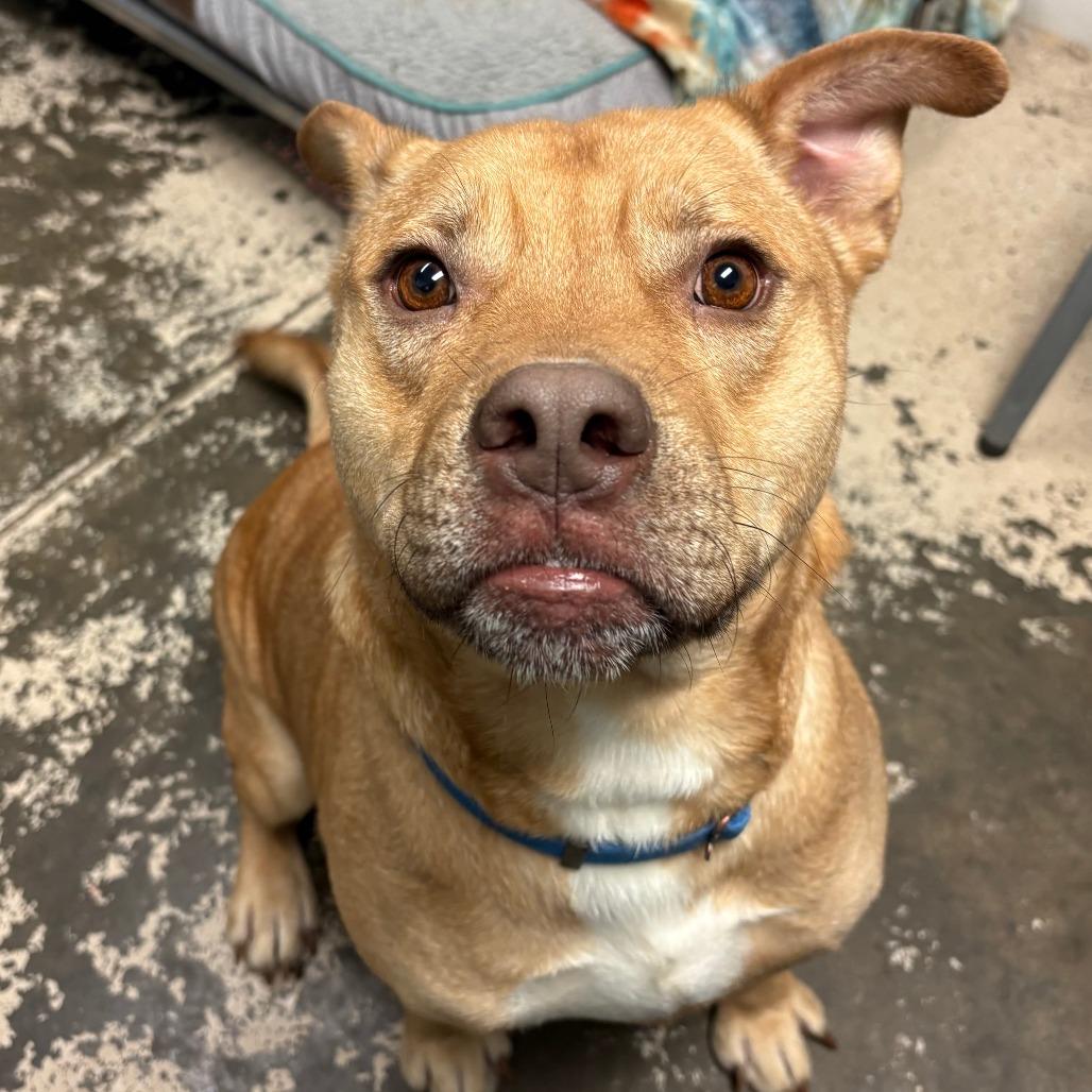 Chicken Pot Pie, a Adoptable mixed breed in Columbia, MO image 3/6