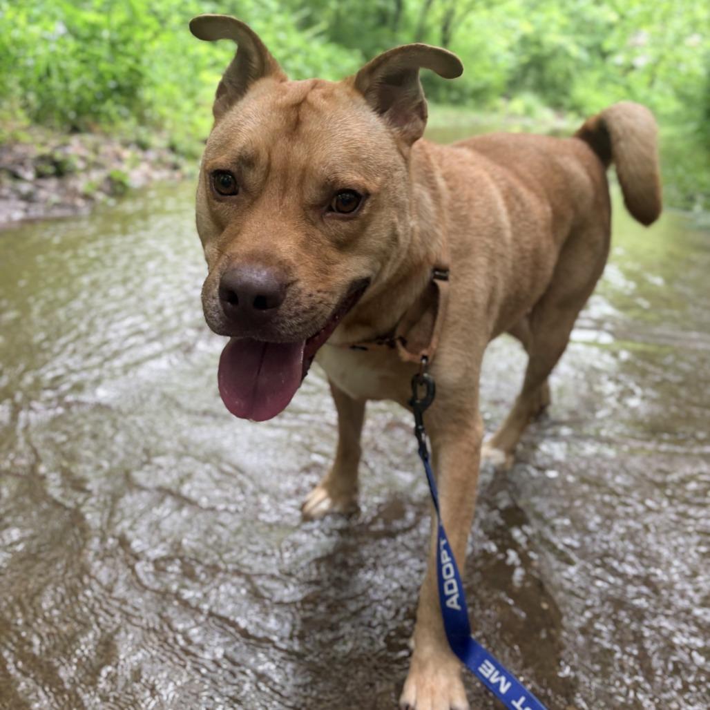 Chicken Pot Pie, a Adoptable mixed breed in Columbia, MO image 4/6