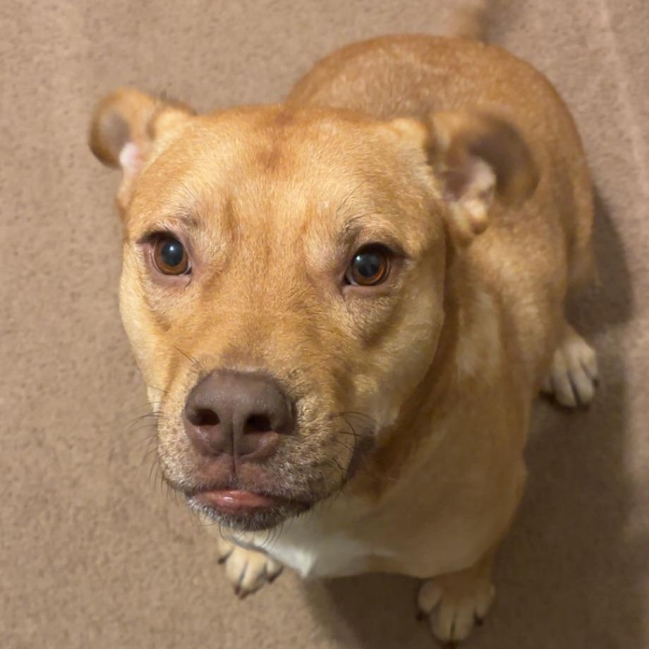 Chicken Pot Pie, a Adoptable mixed breed in Columbia, MO image 5/6