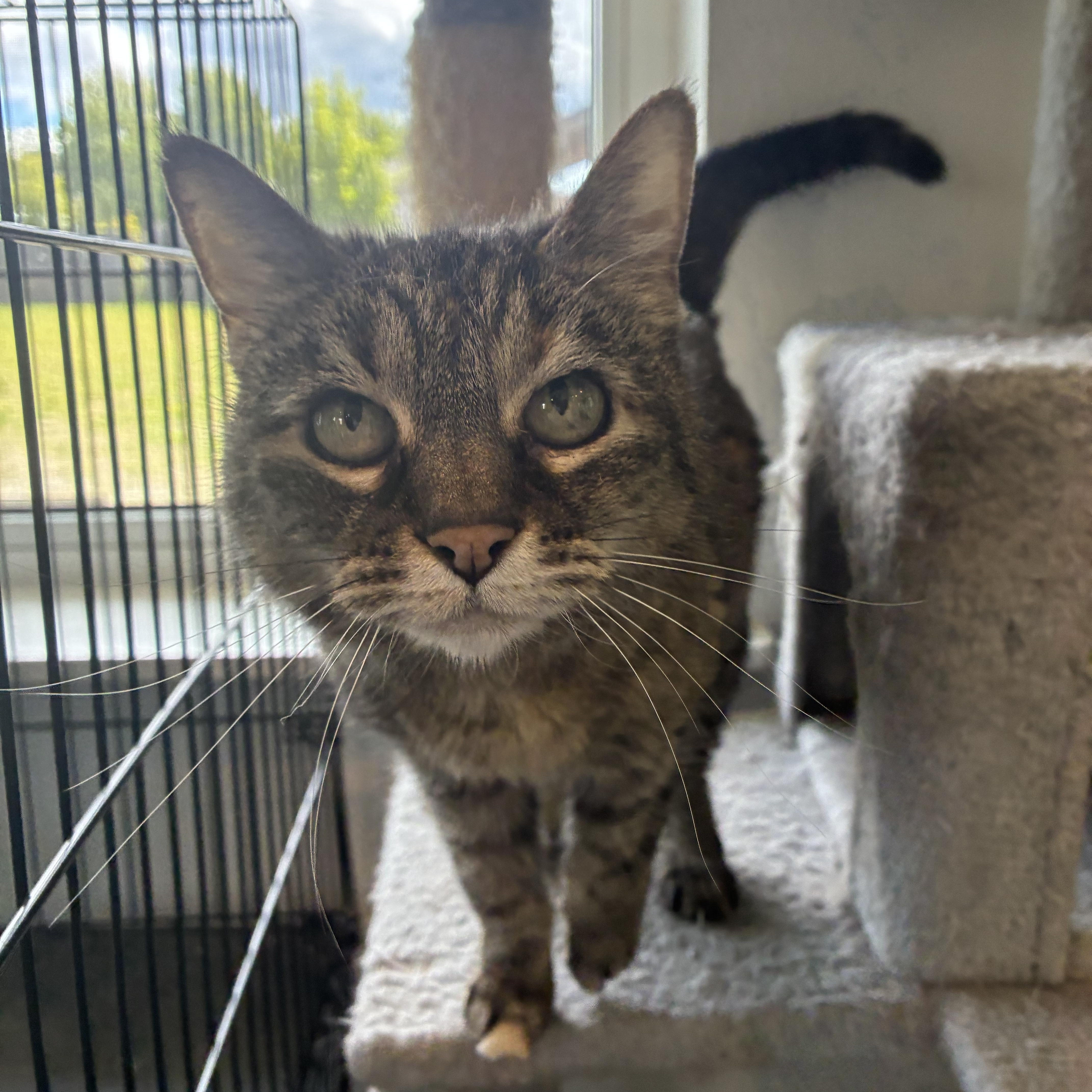 Annie, adopted, Senior Female Tabby.