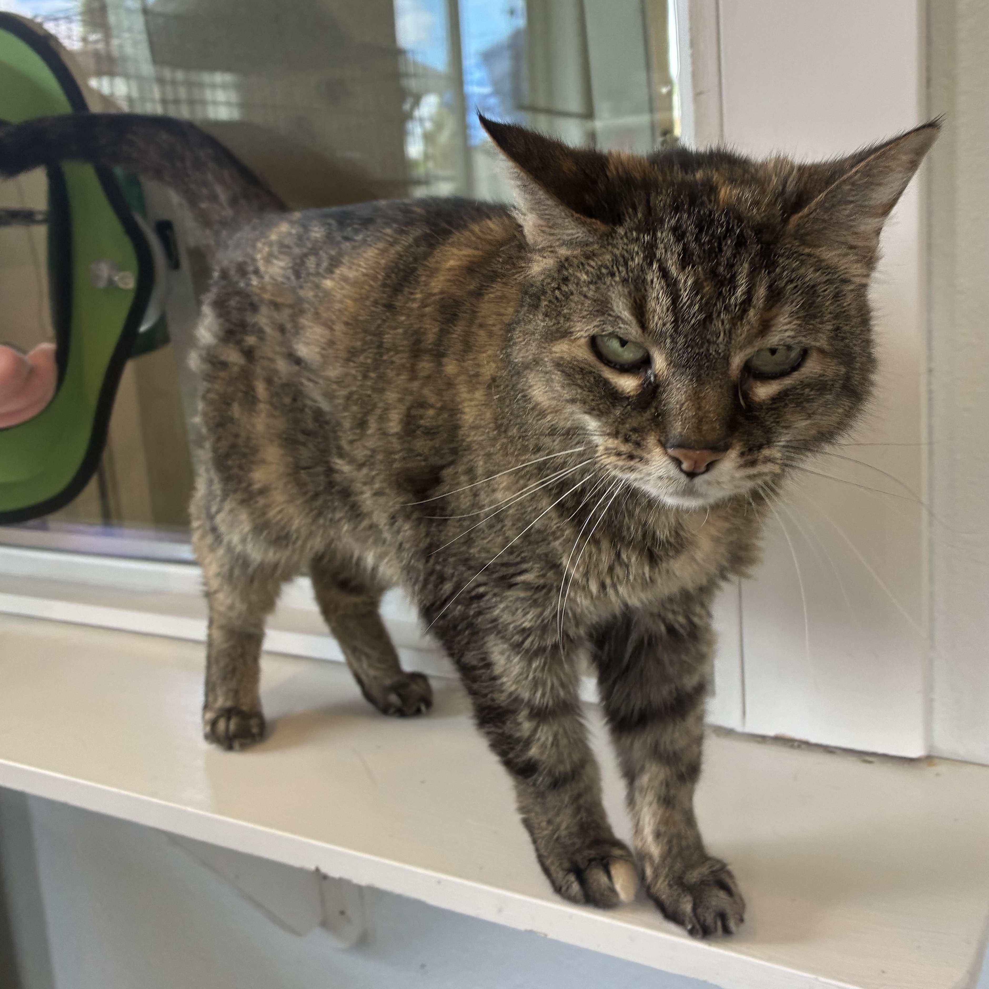 Annie, an adopted mixed breed in Bonners Ferry, ID image 2/3