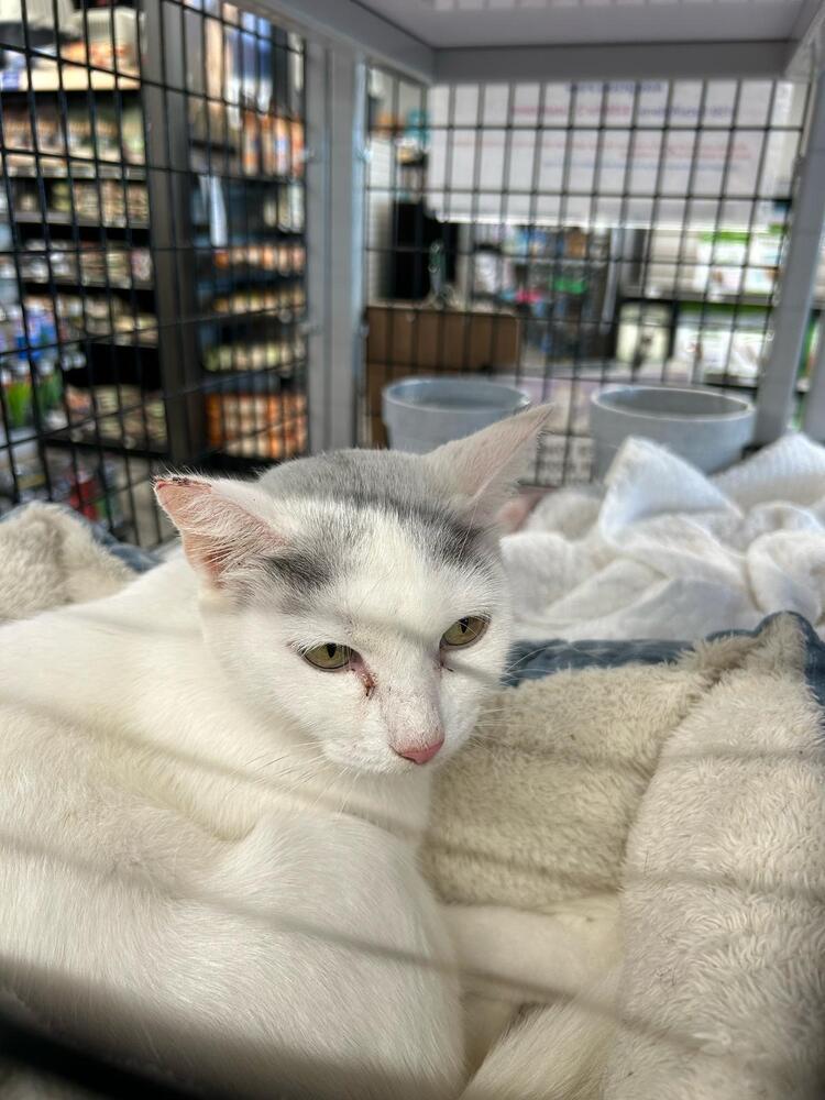 Sweet Pea, Adoptable, Adult Female Domestic Medium Hair.