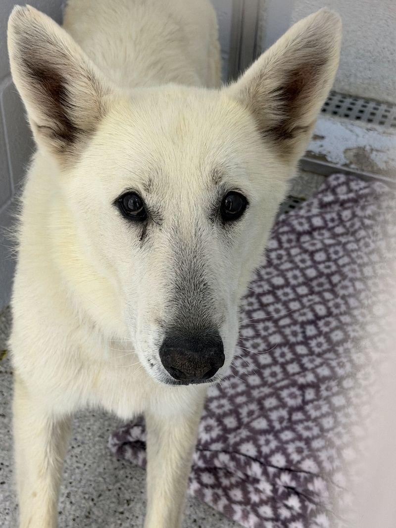 Enlarge Zero, a Adoptable Husky in Lake Havasu City, AZ image 1/1
