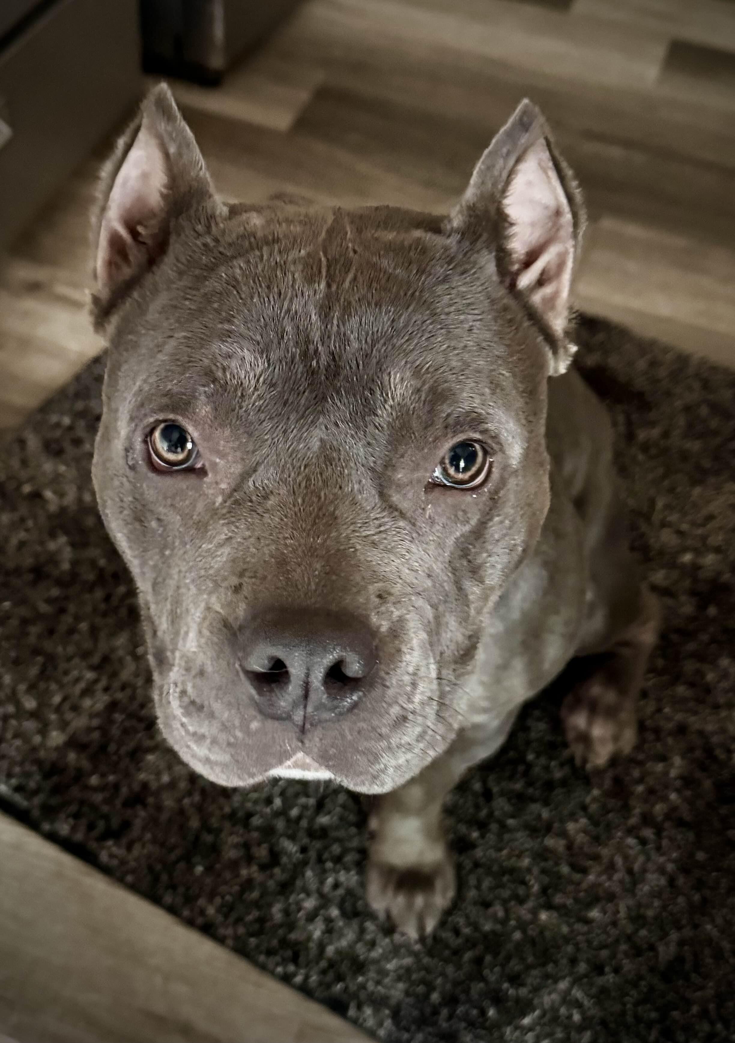 May, a Adoptable American Bully in Portland, OR image 4/4