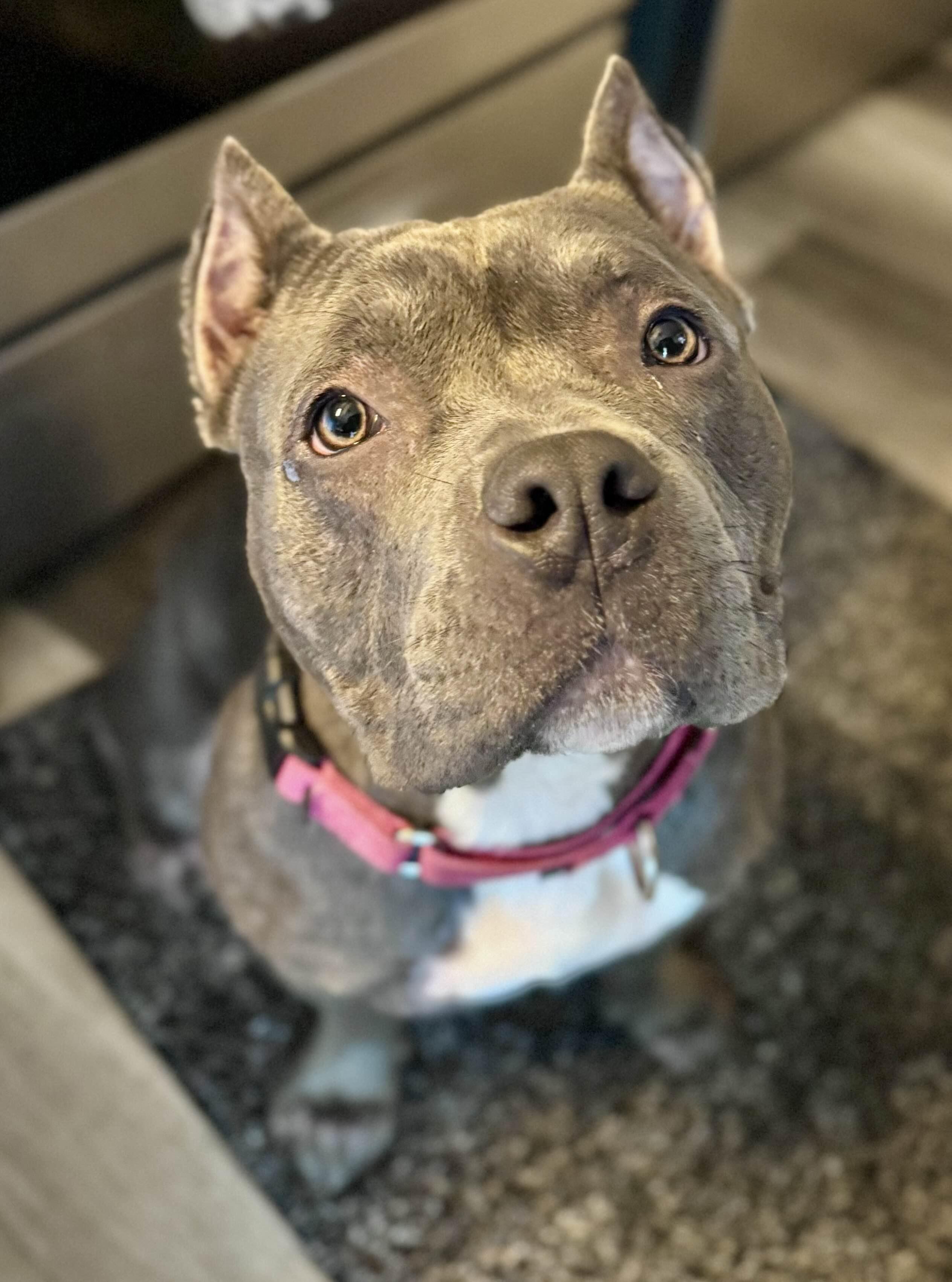 May, a Adoptable American Bully in Portland, OR image 1/4