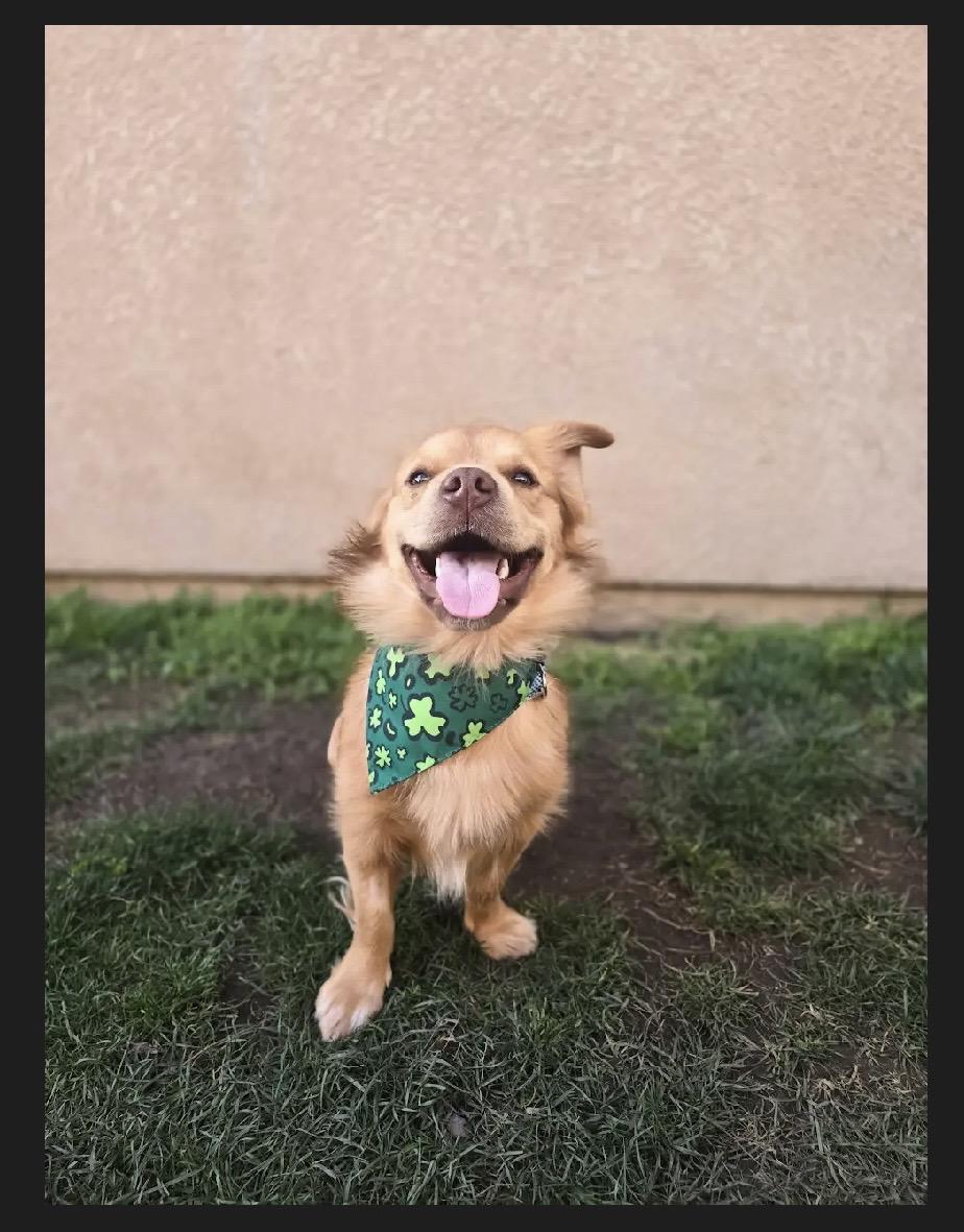 Enlarge Buddy, a ADOPTABLE mixed breed in Manteca, CA image 3/4