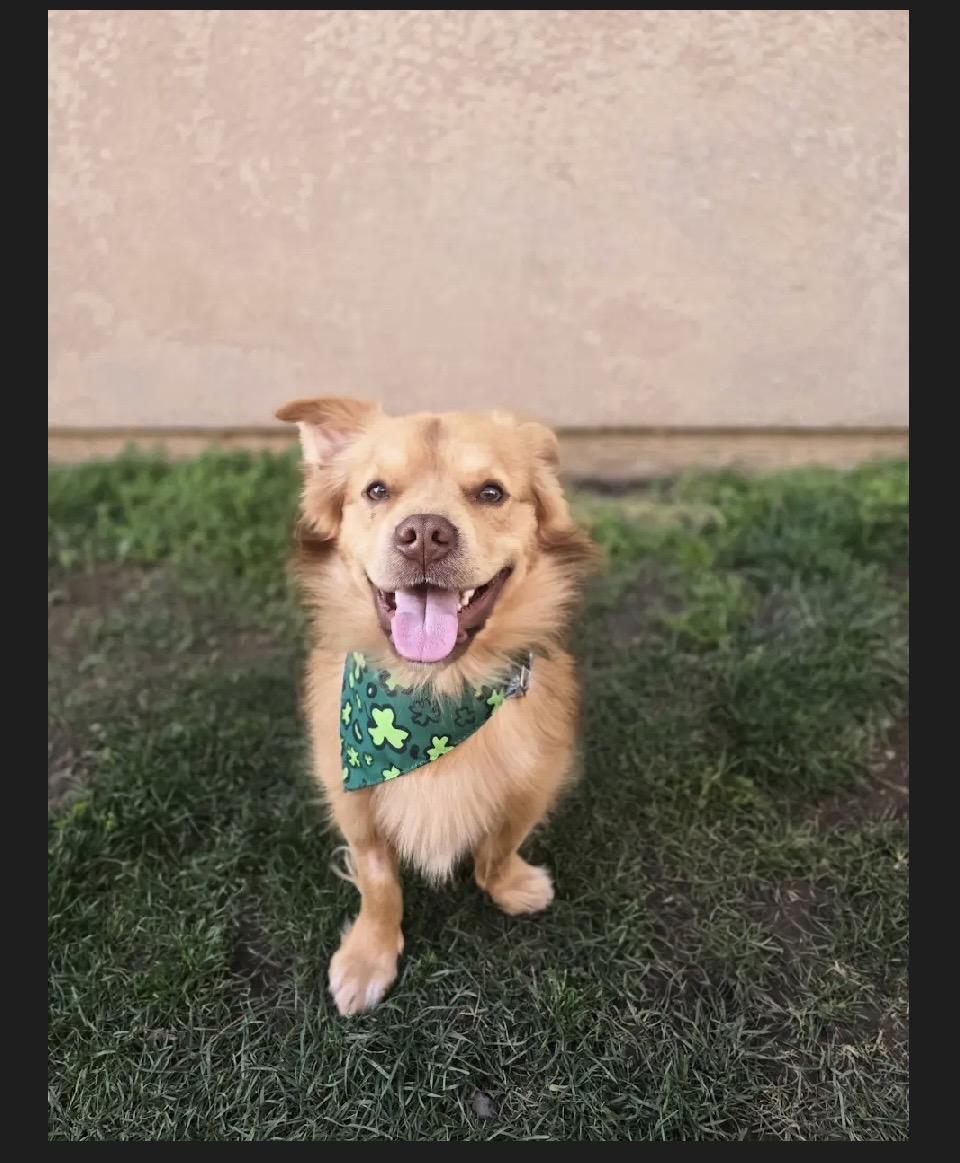 Enlarge Buddy, a ADOPTABLE mixed breed in Manteca, CA image 1/4