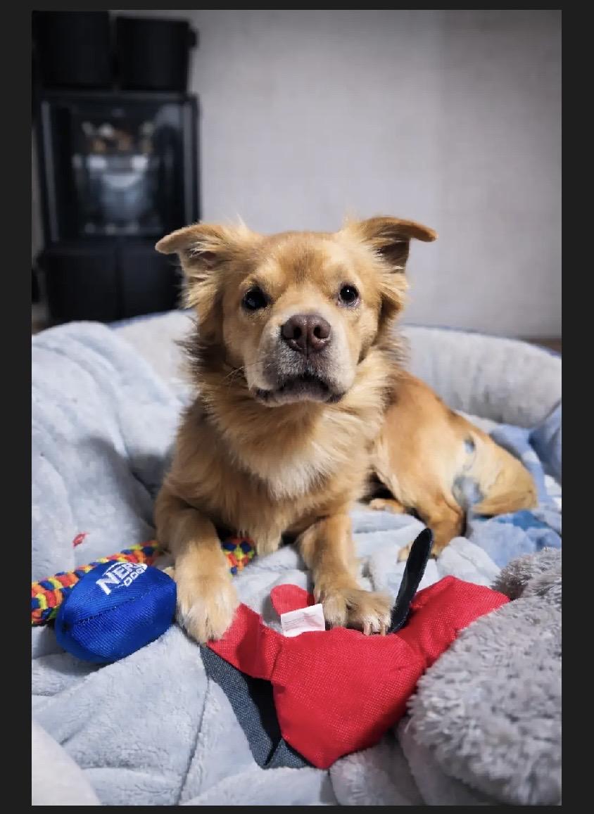 Enlarge Buddy, a ADOPTABLE mixed breed in Manteca, CA image 2/4