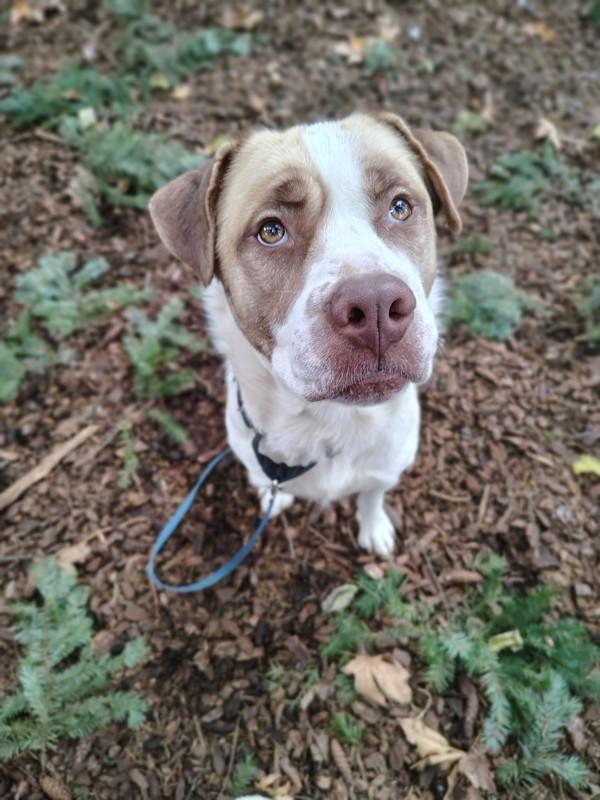 Enlarge Blue, a Adoptable mixed breed in Vancouver, WA image 1/6