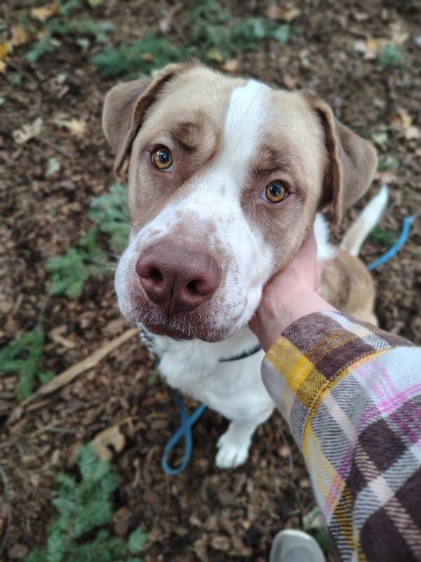 Enlarge Blue, a Adoptable mixed breed in Vancouver, WA image 3/6