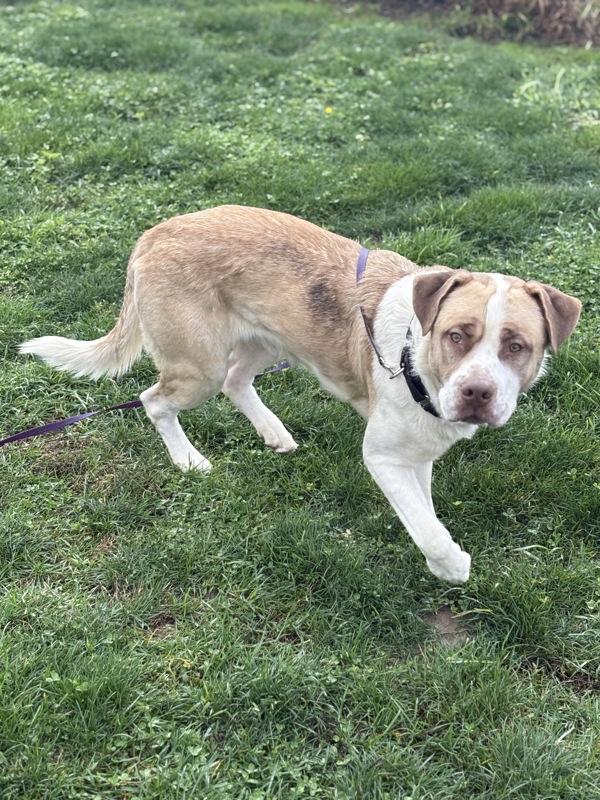 Enlarge Blue, a Adoptable mixed breed in Vancouver, WA image 4/6