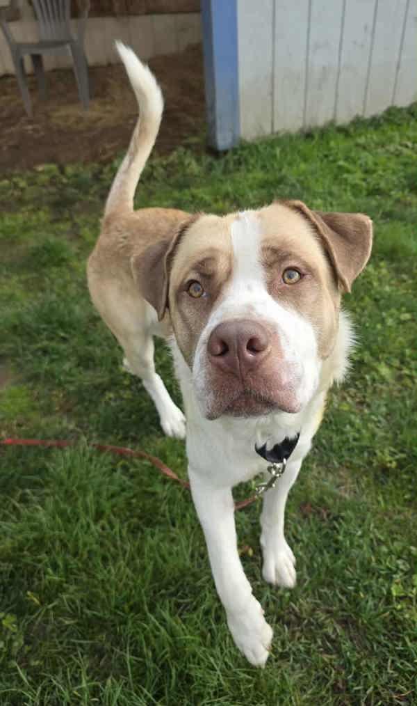 Enlarge Blue, a Adoptable mixed breed in Vancouver, WA image 6/6