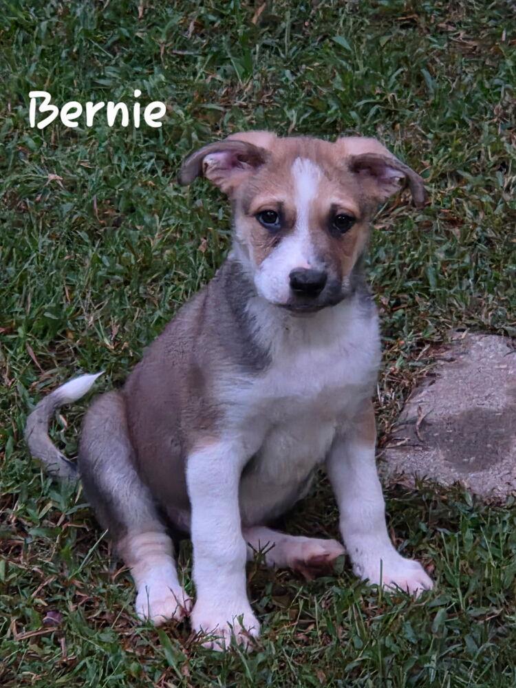 Bernie, Adoptable, Puppy Male Shepherd.
