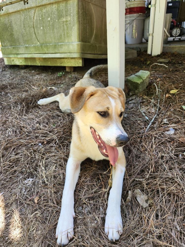 Enlarge Bernie, a Adoptable mixed breed in Douglasville, GA image 3/5