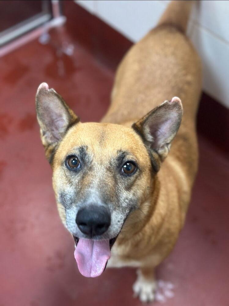 Bernie, a Adoptable mixed breed in Douglasville, GA image 1/3