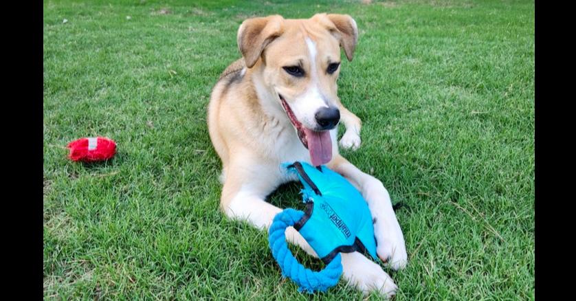 Enlarge Bernie, a Adoptable mixed breed in Douglasville, GA image 4/5