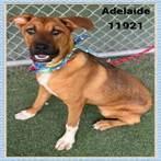 Bernie, a Adoptable mixed breed in Douglasville, GA image 2/3