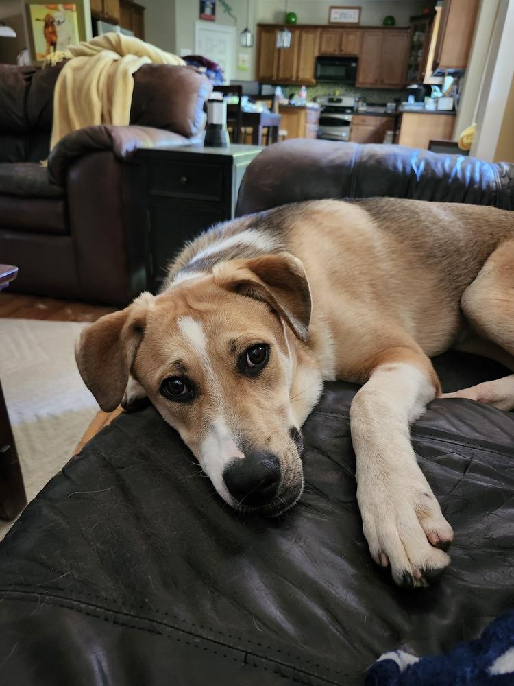 Bernie, Adoptable, Puppy Male Shepherd & Husky.