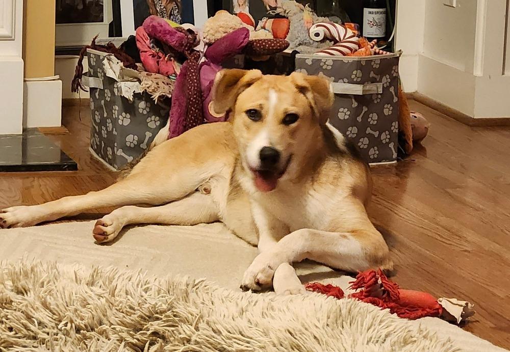 Enlarge Bernie, a Adoptable mixed breed in Douglasville, GA image 5/5