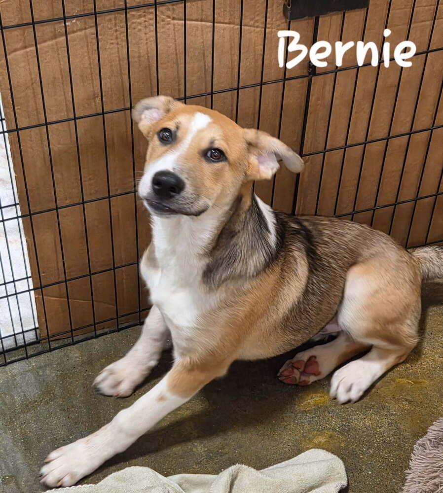 Enlarge Bernie, a Adoptable mixed breed in Douglasville, GA image 3/4