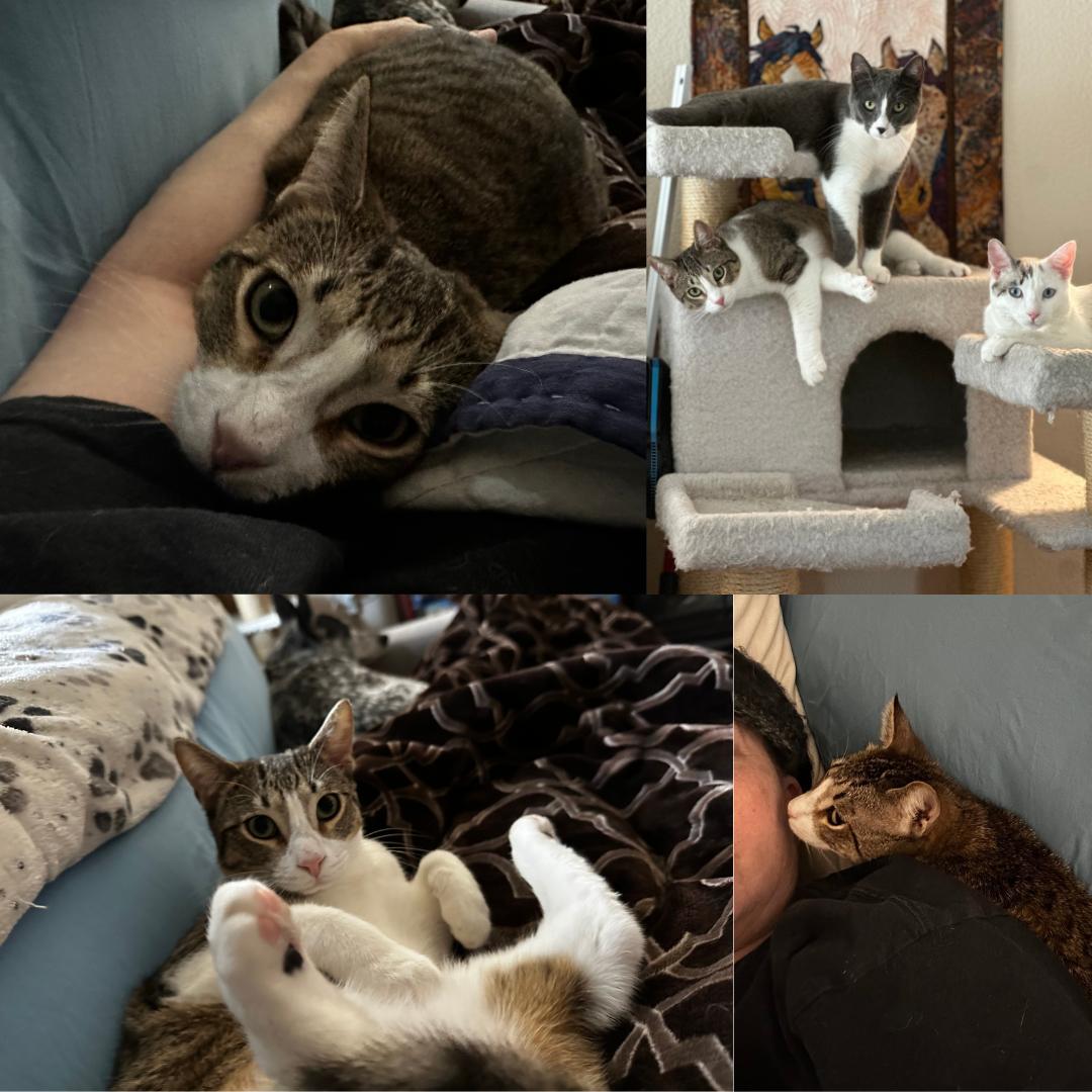 Enlarge Diego, a Adoptable mixed breed in Morgan Hill, CA image 2/6