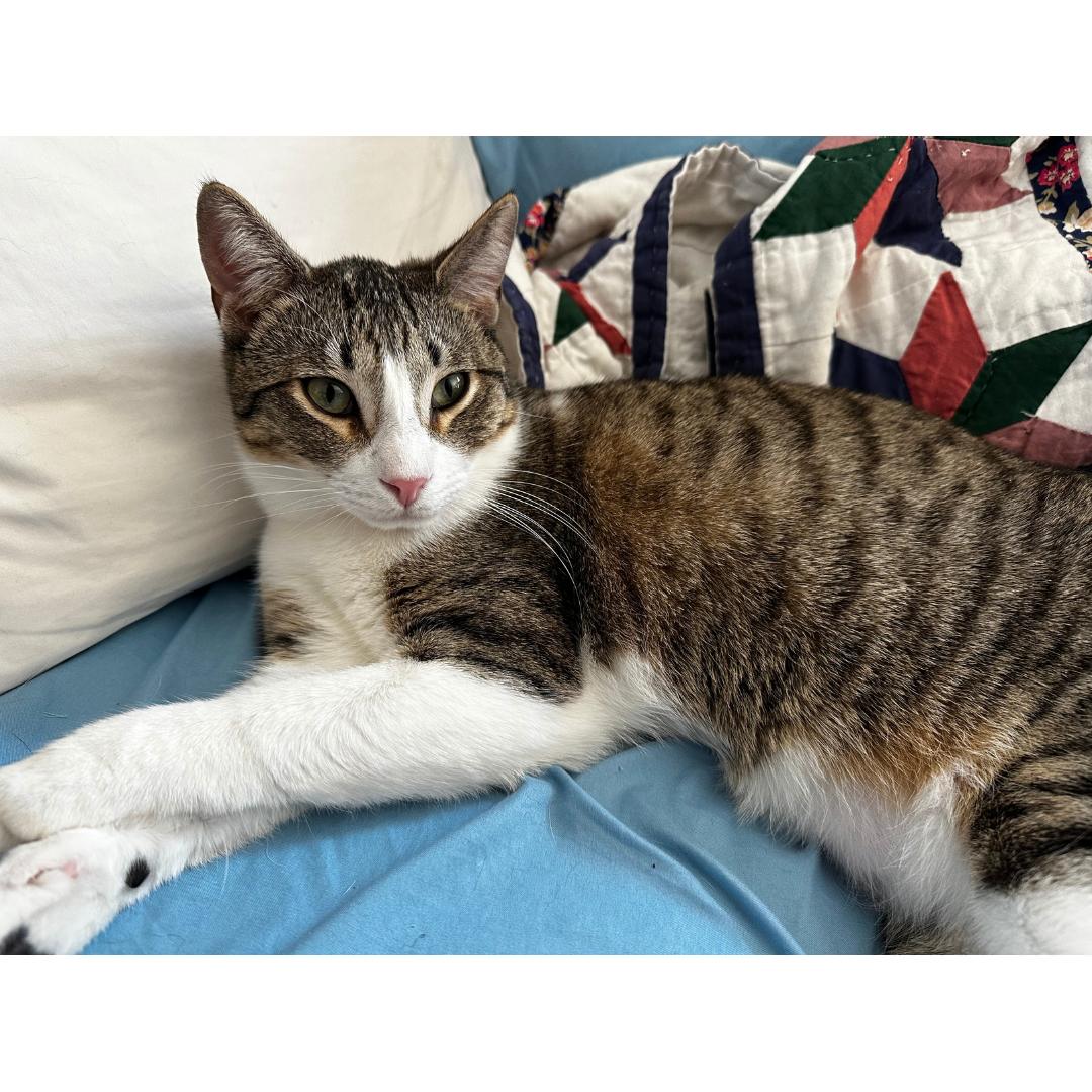 Diego, Adoptable, Young Male Tabby & Domestic Short Hair.