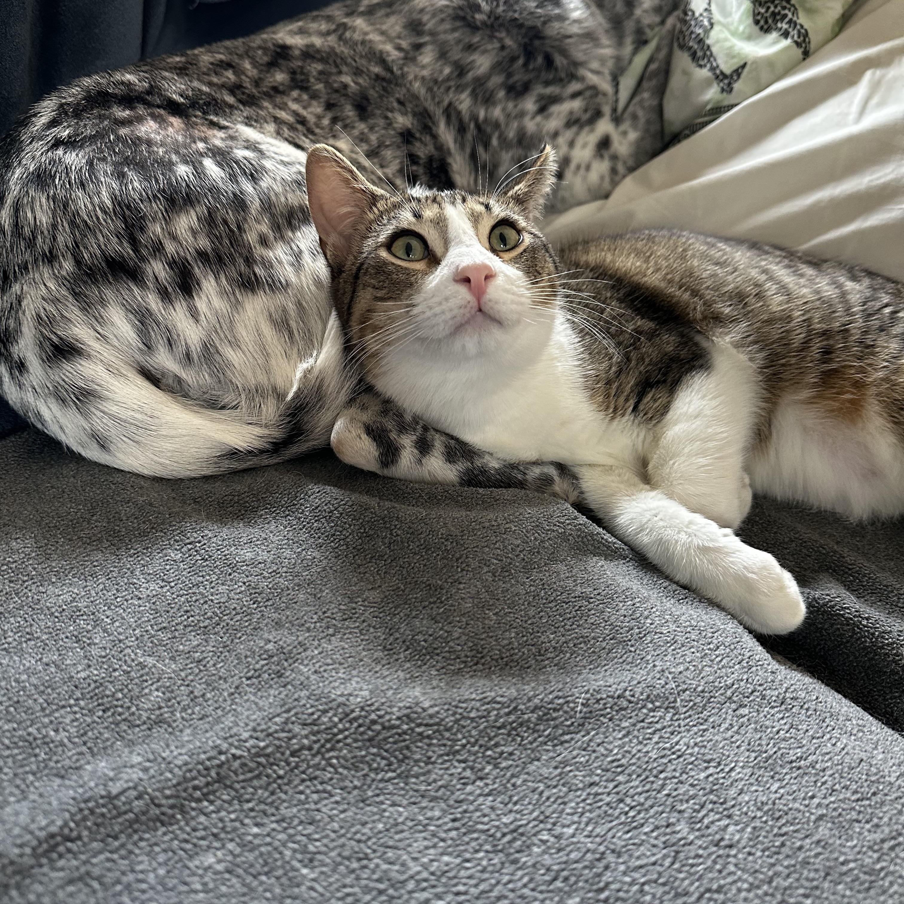 Enlarge Diego, a Adoptable mixed breed in Morgan Hill, CA image 6/6