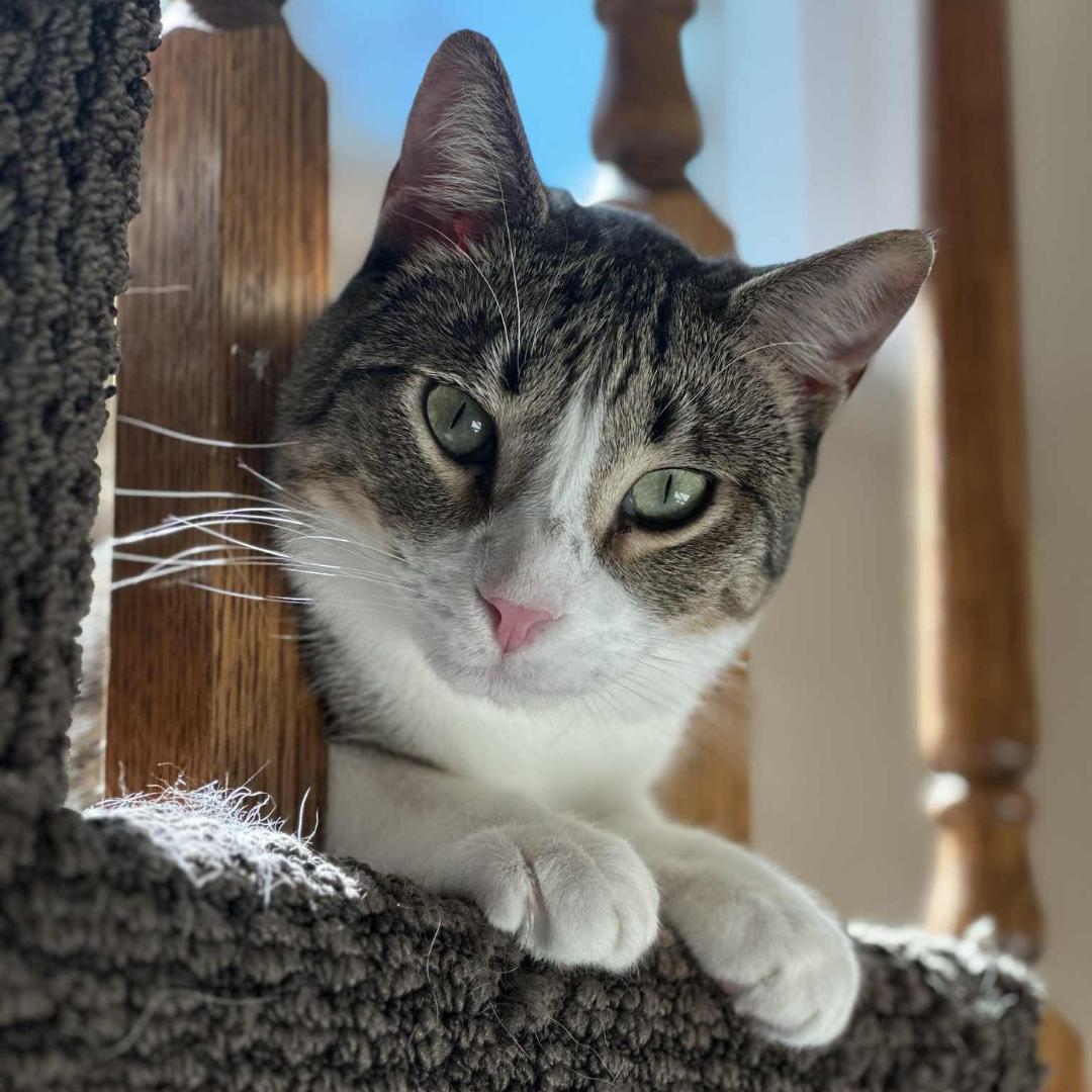 Enlarge Diego, a Adoptable mixed breed in Morgan Hill, CA image 5/6