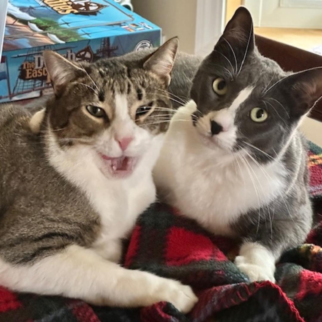 Enlarge Diego, a Adoptable mixed breed in Morgan Hill, CA image 4/6