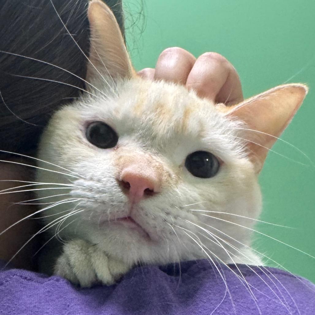 Enlarge #59, a Adoptable Siamese in Pekin, IL image 1/4